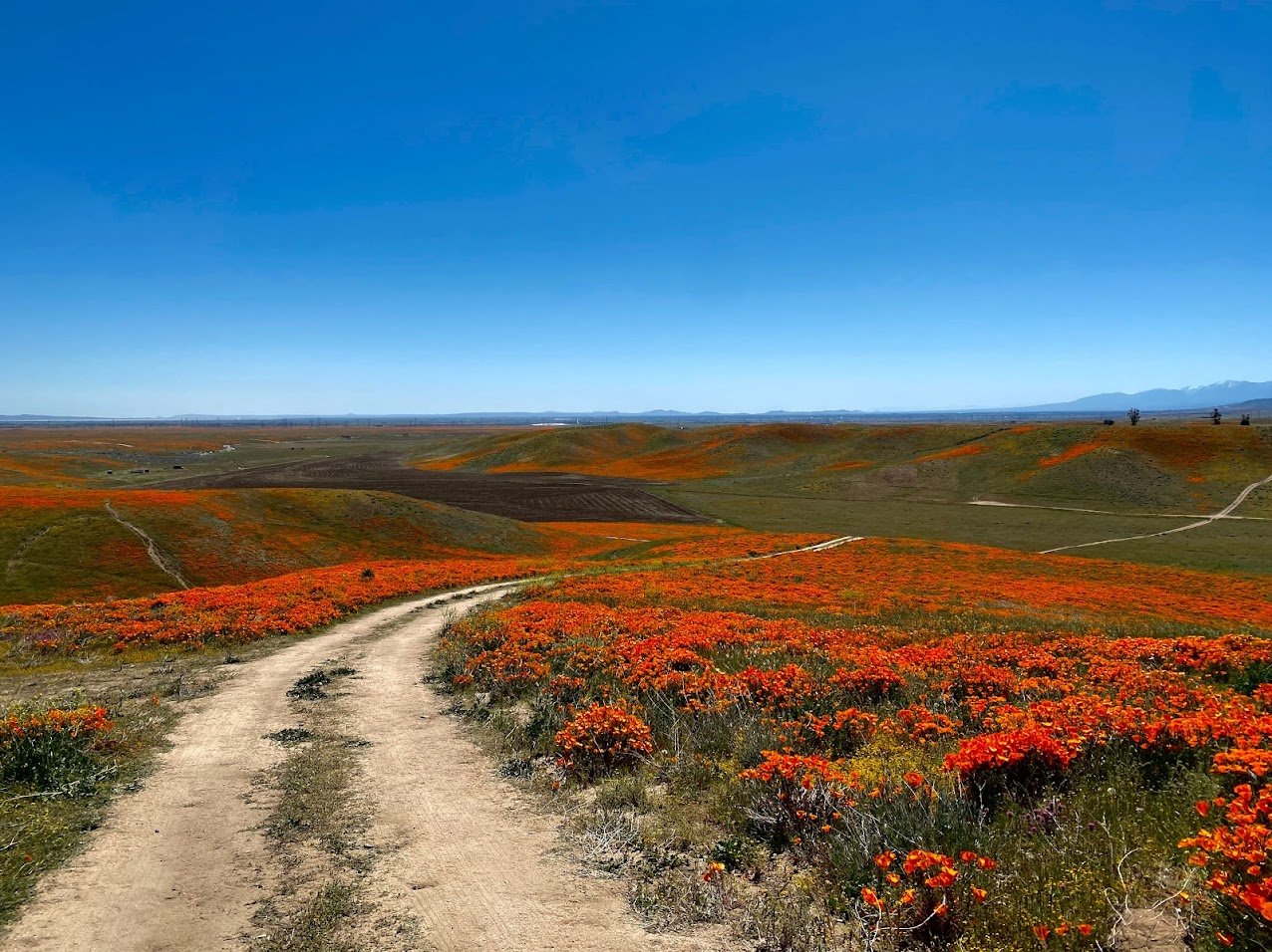 Two-track dirt path leading down into a valley of California poppy flower fields and recently sowed farmland with low mountain ranges in the far distant background.