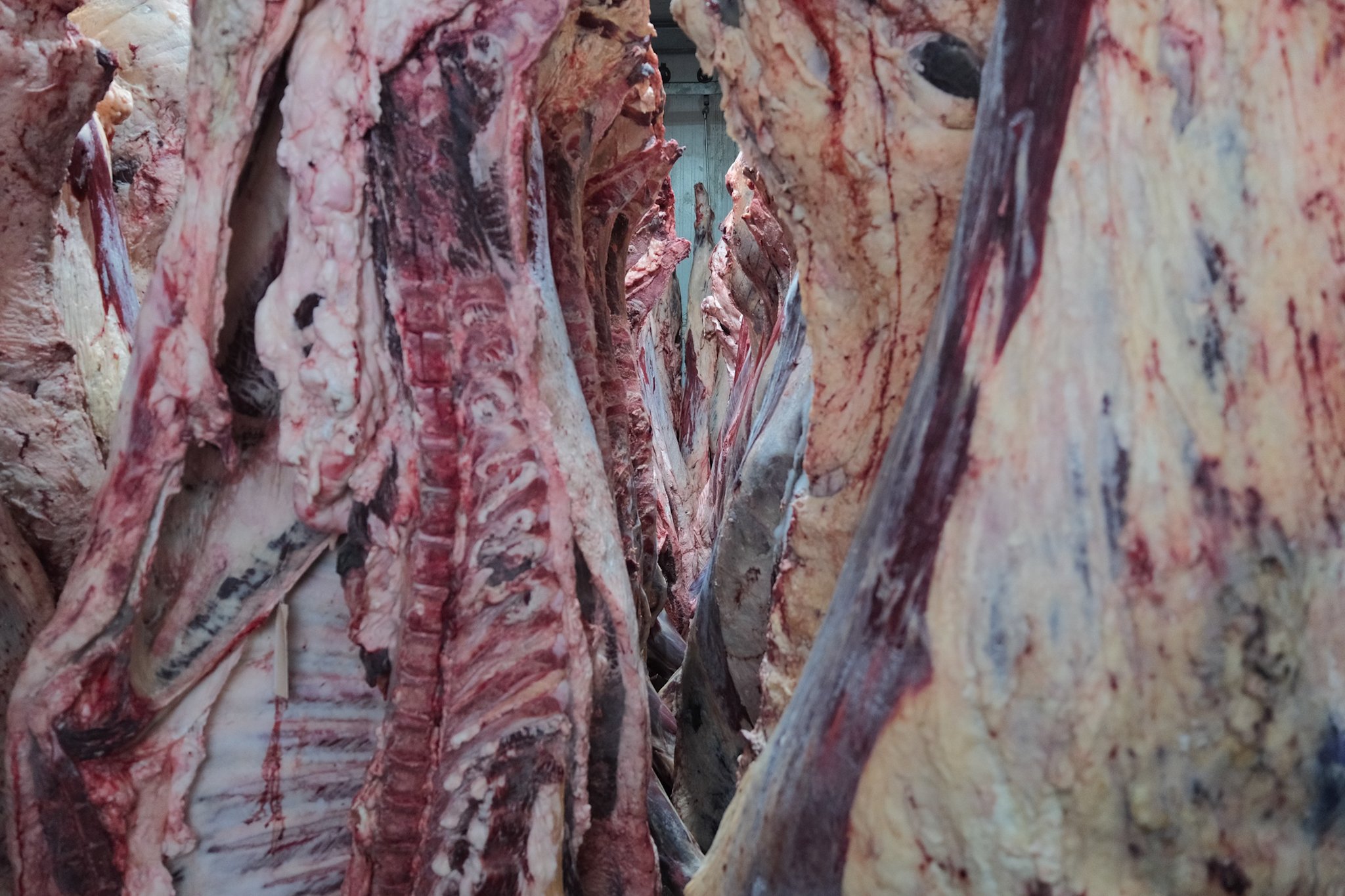 Close-up view of large slabs of raw meat stacked on shelves in a meat processing facility.