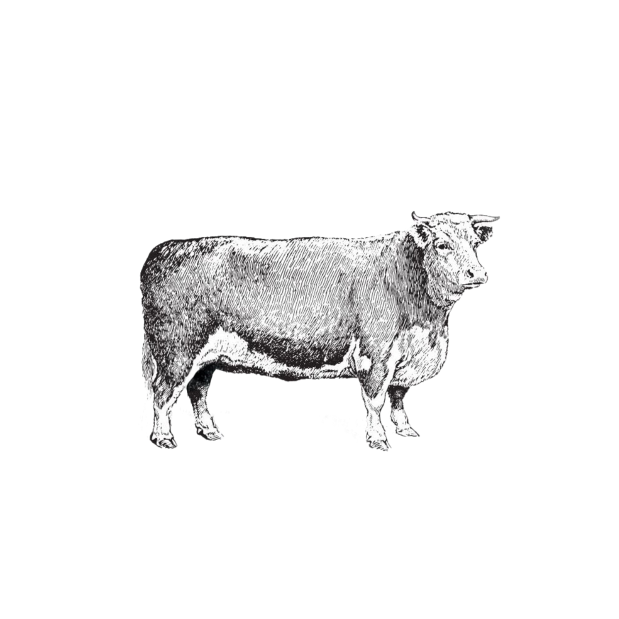 Johnston's