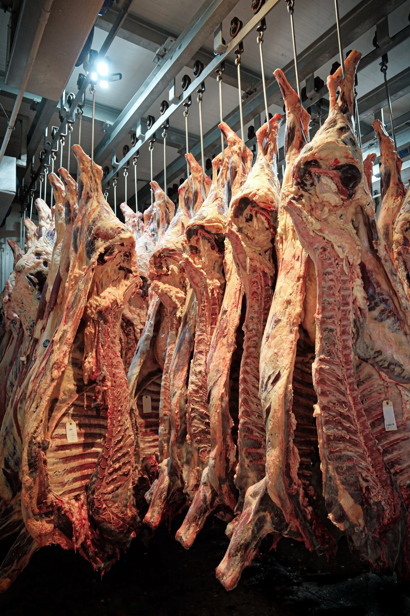 Rows of hanging beef carcasses in a slaughterhouse or meat processing facility.