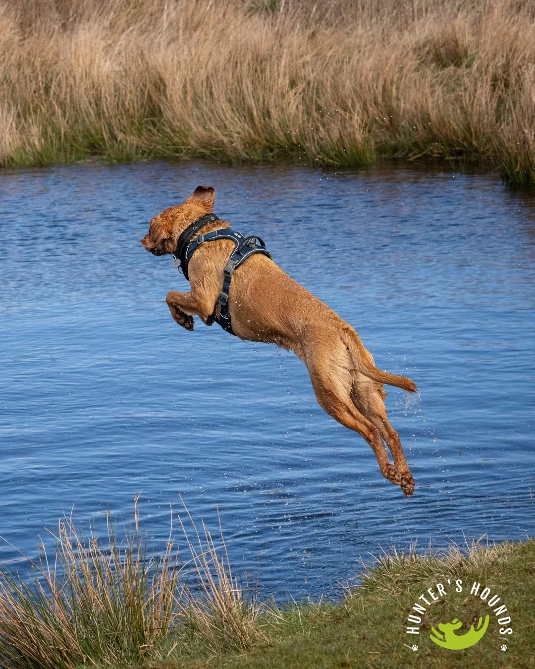 Coco jump.jpg