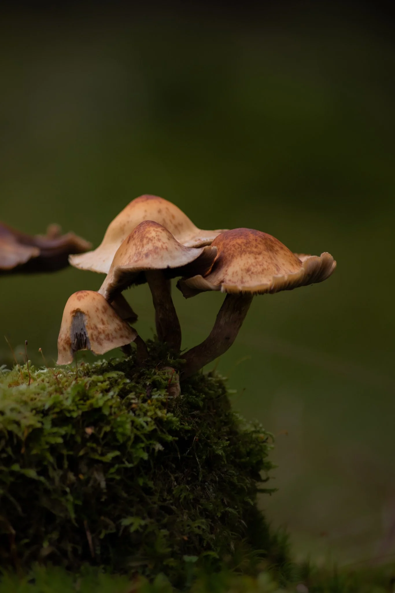 DSC_0743.jpg