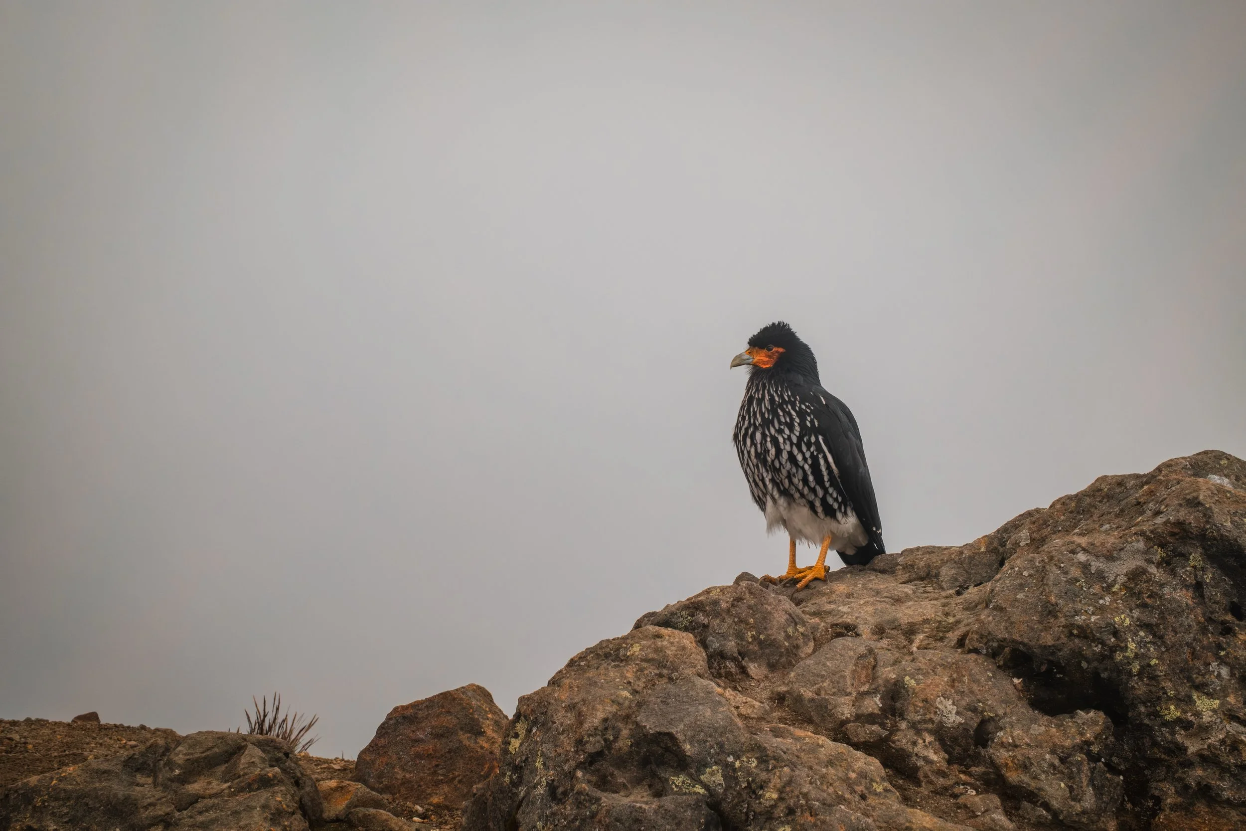 DSCF6638.jpg