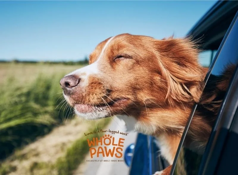 Golden retriever with its head out of a car window, eyes closed in the breeze, with Whole Paws logo overlaid representing a pet wellness brand