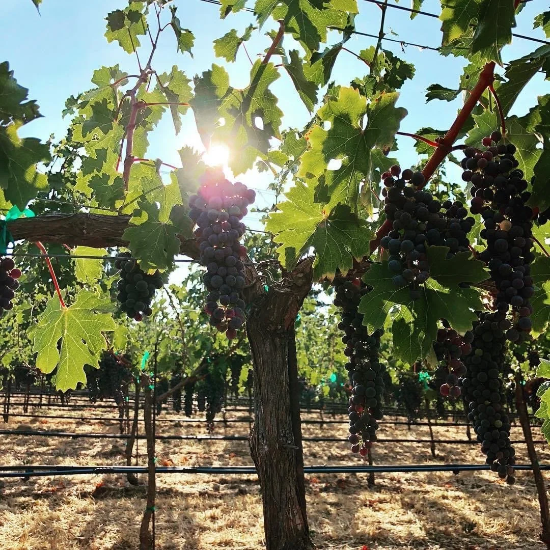 Vineyard with dark grapes hanging from vines against a blue sky with the sun shining through.