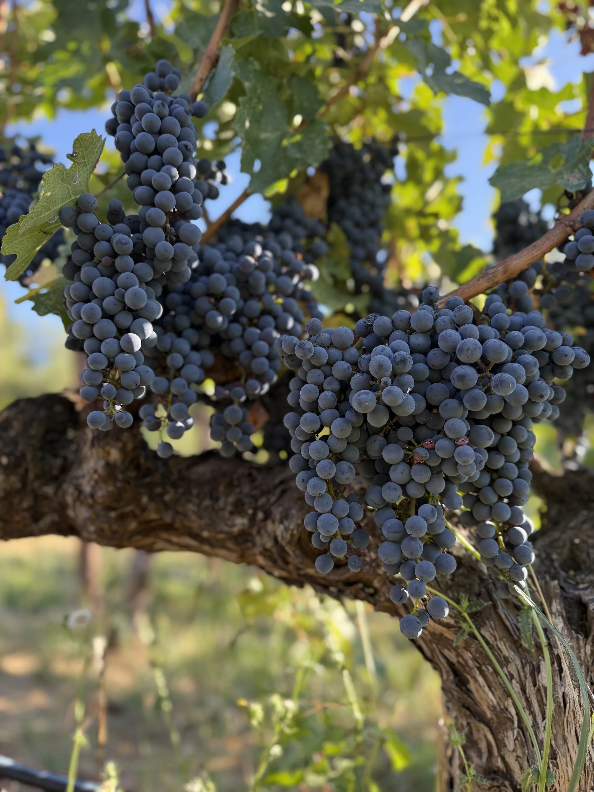 Close-up of dark purple grapes hanging in clusters from a grapevine, with green leaves and a blurred background.