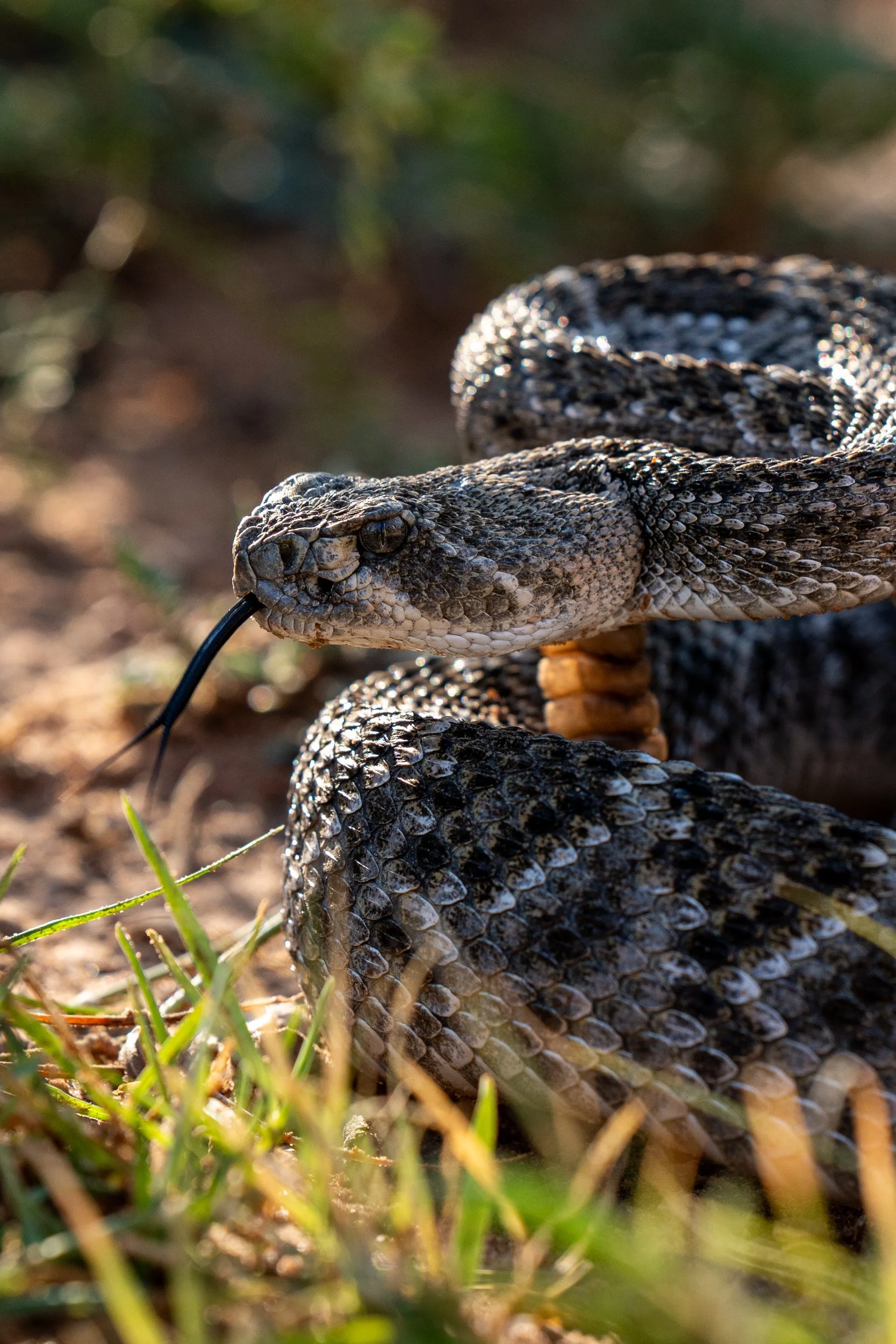 Romero, Shaylin-2668.jpg