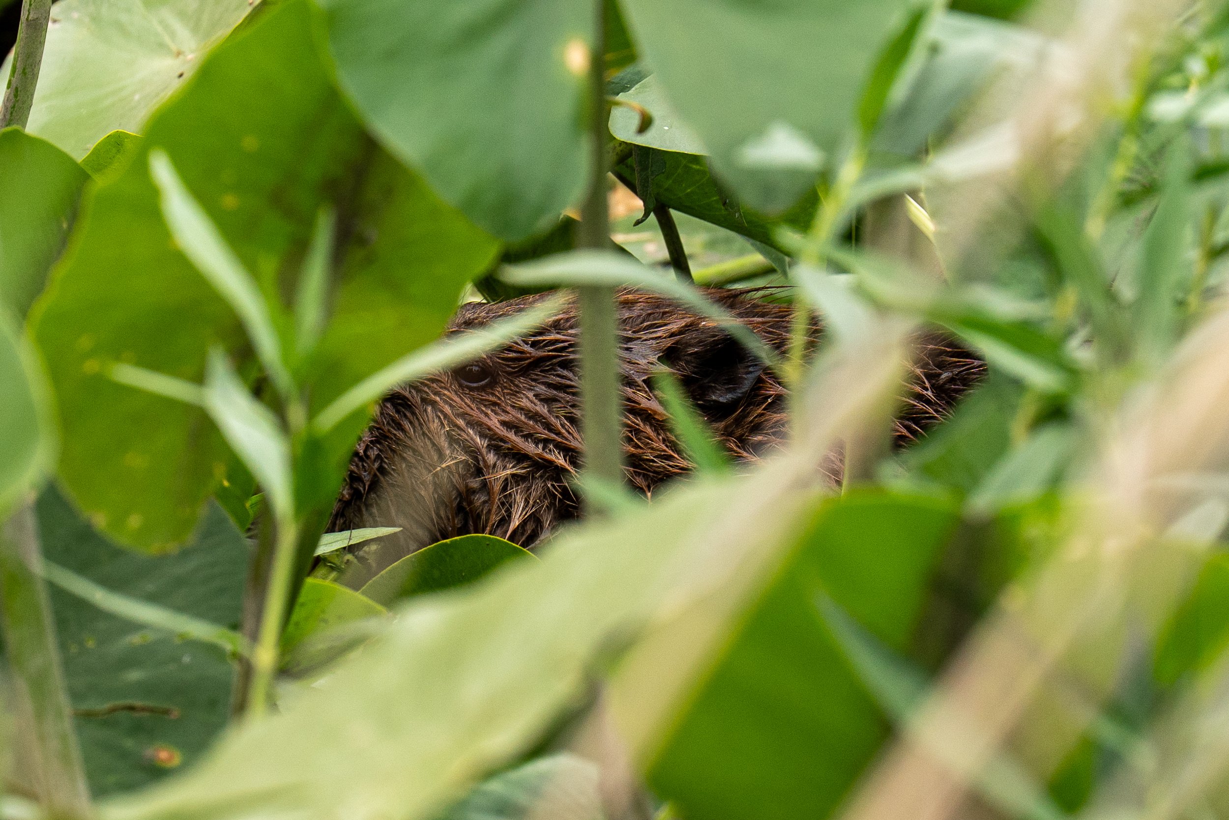 Romero, Shaylin-3577.jpg