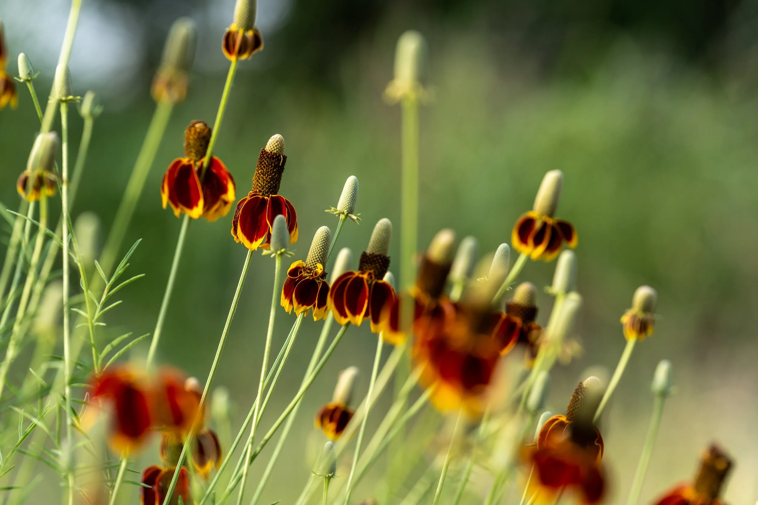 Romero, Shaylin-3321.jpg