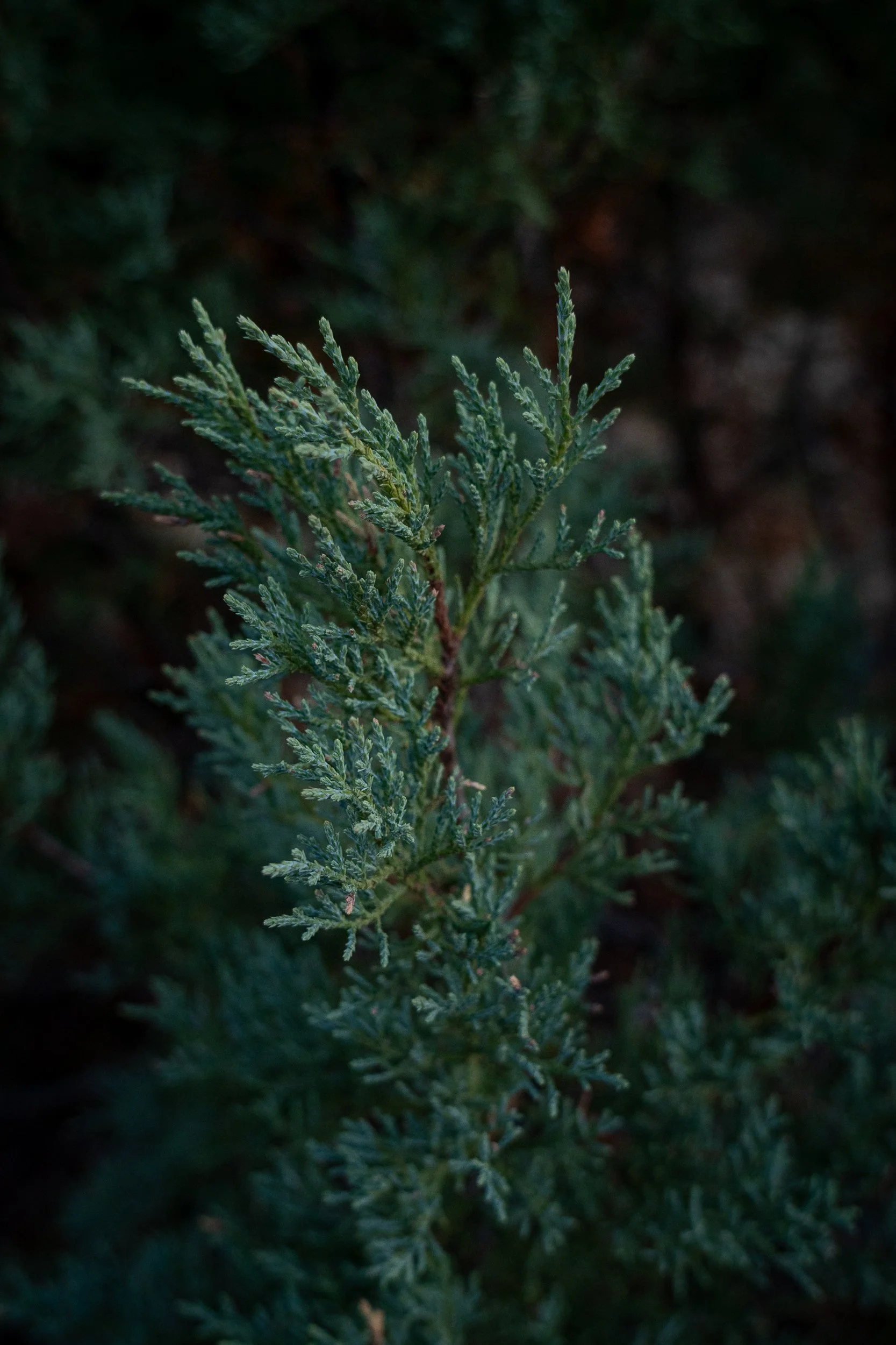 Romero, Shaylin-5064.jpg