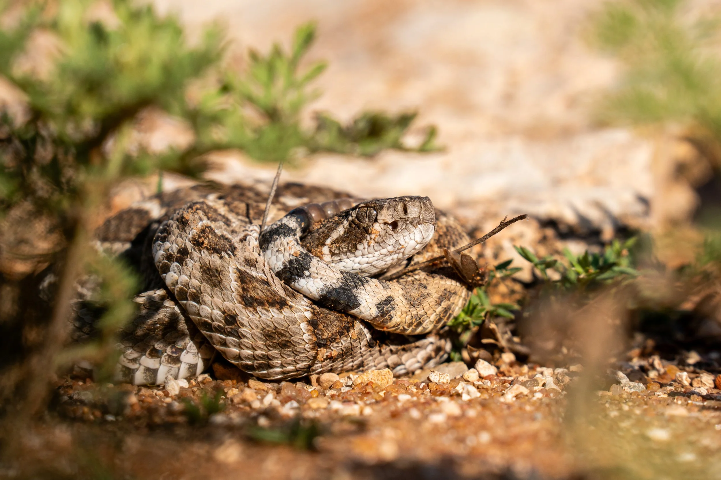 Romero, Shaylin-3029.jpg