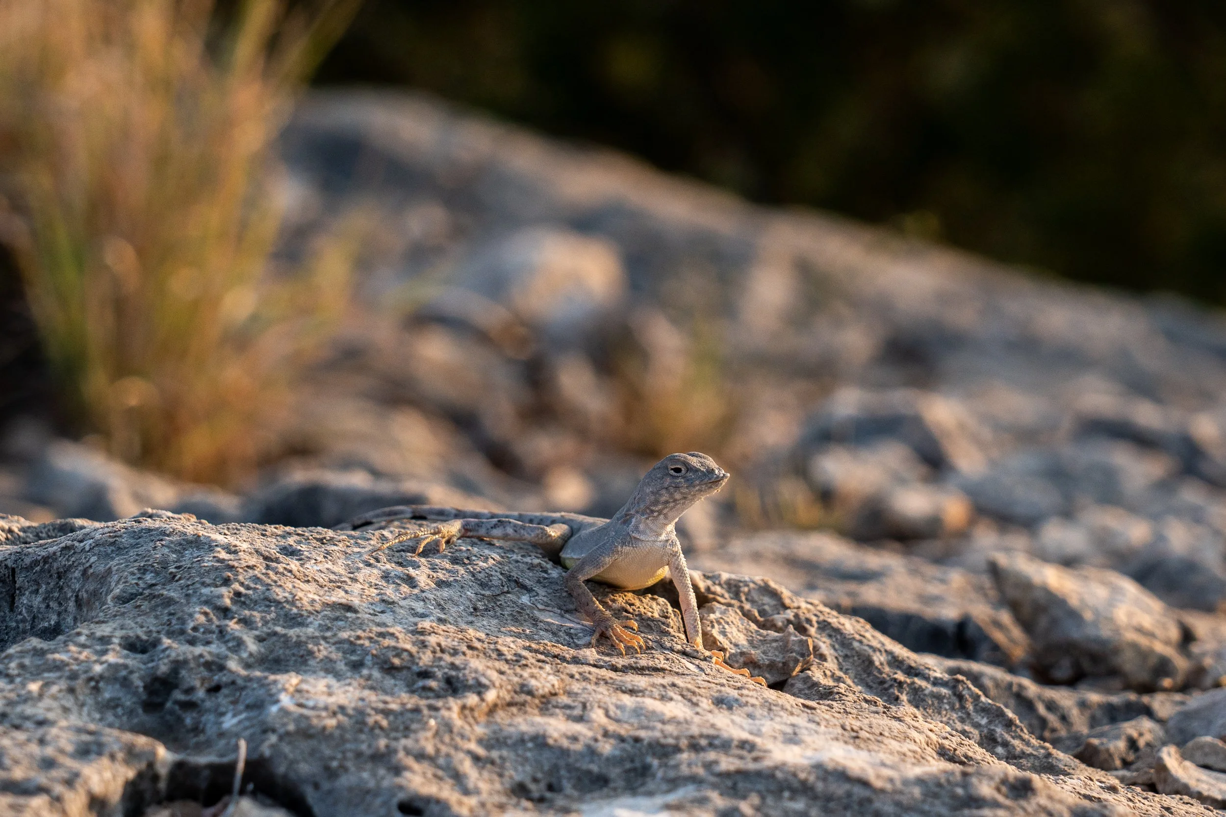 Romero, Shaylin-6936.jpg