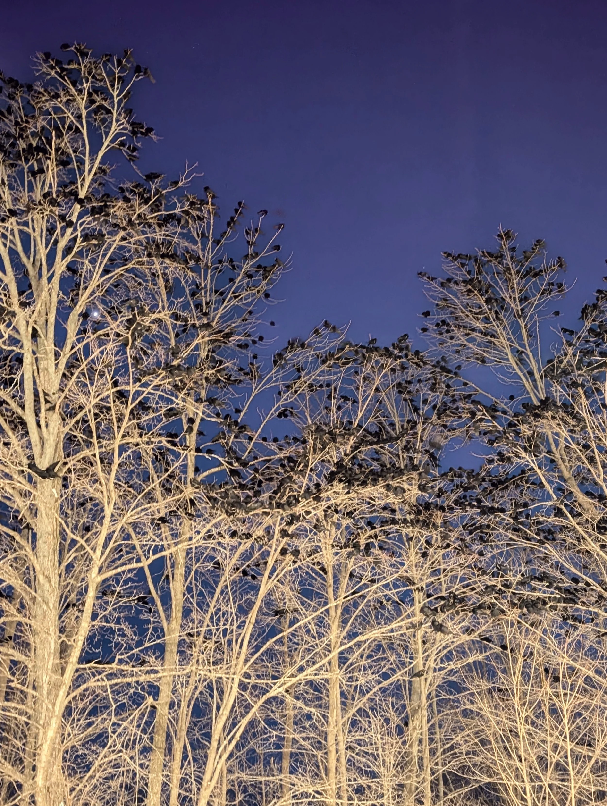 flocking to the familiar