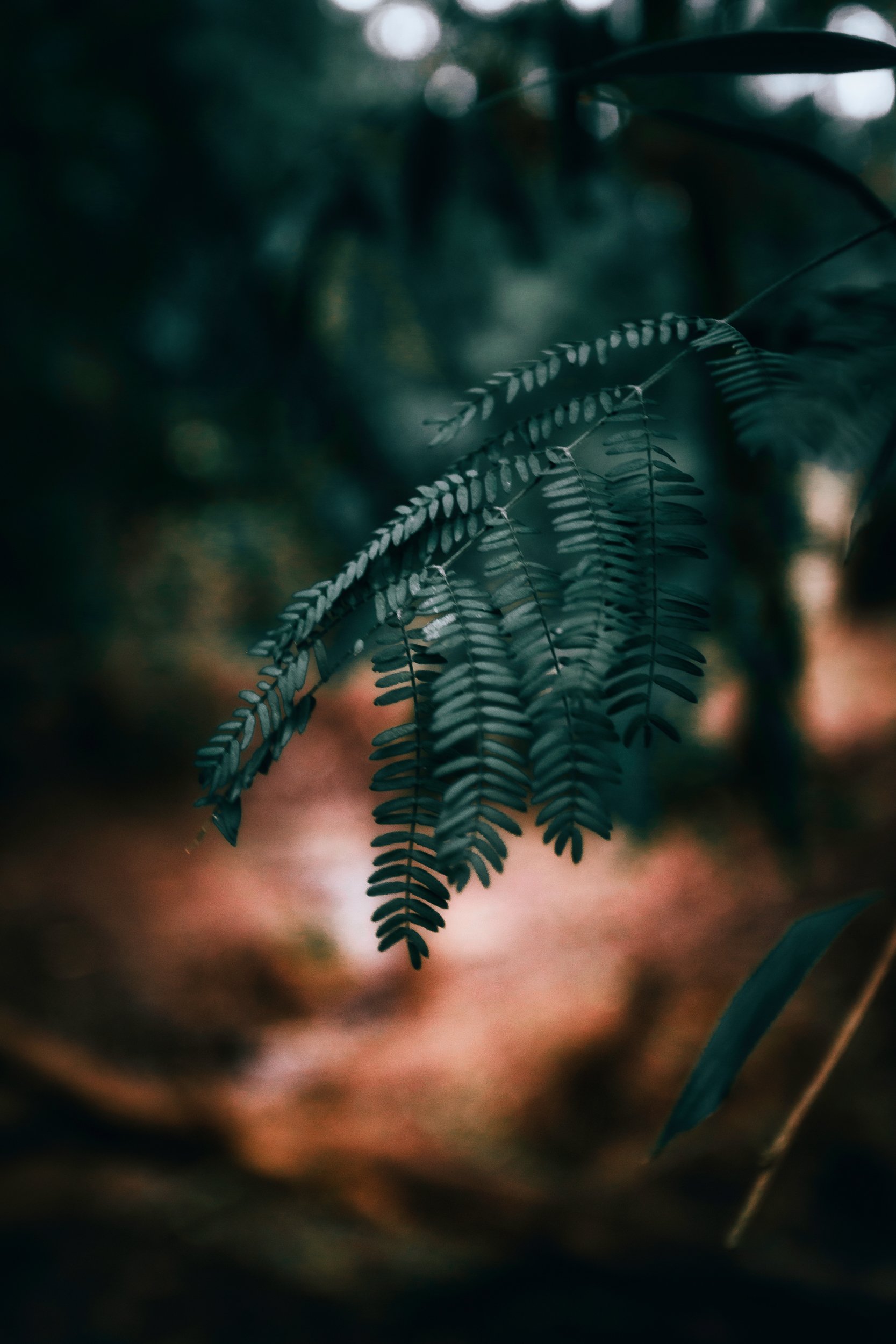 Folhas de samambaia em foco em um ambiente natural com fundo desfocado.