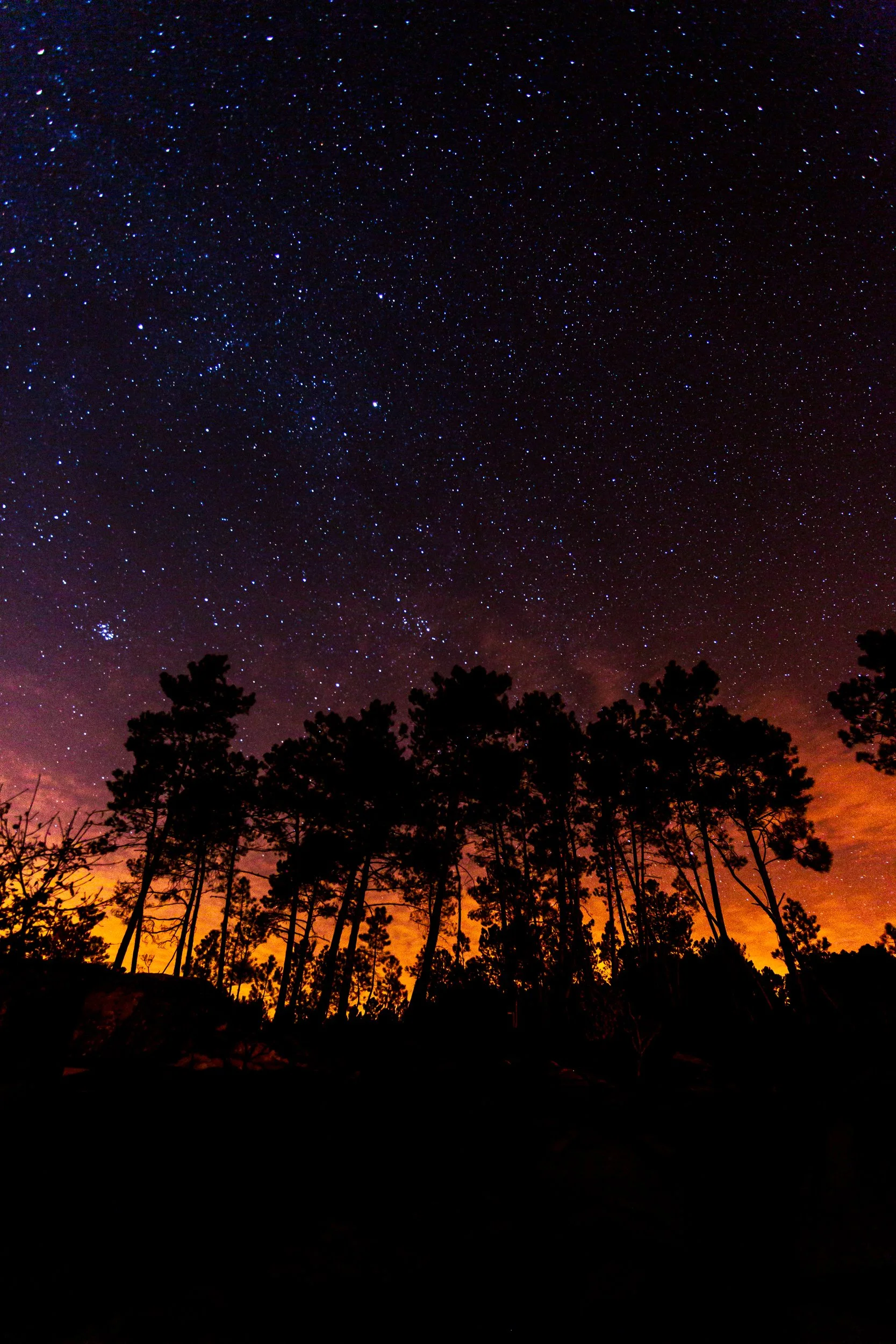Céu noturno estrelado acima de uma floresta com árvores em silhueta, com tonalidades alaranjadas no horizonte.