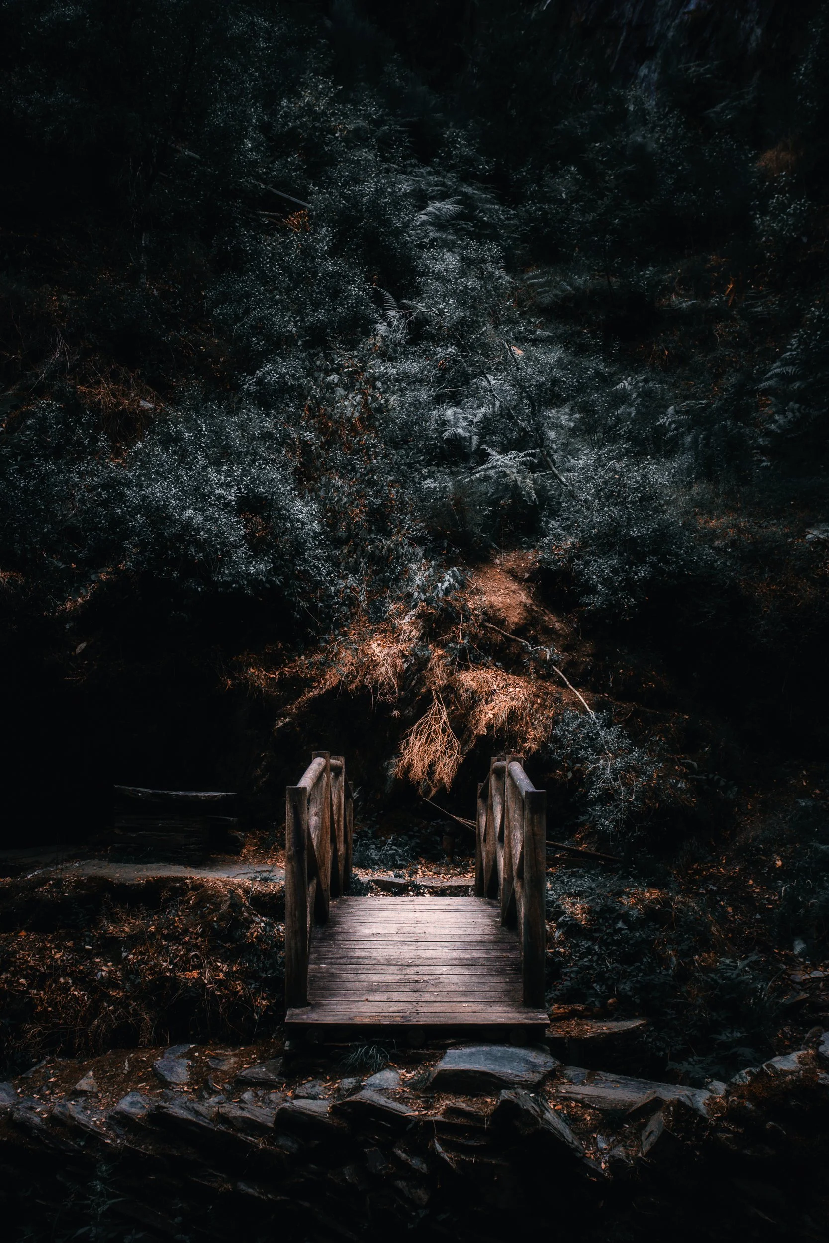 Caminho de madeira em uma floresta escura com vegetação densa ao redor