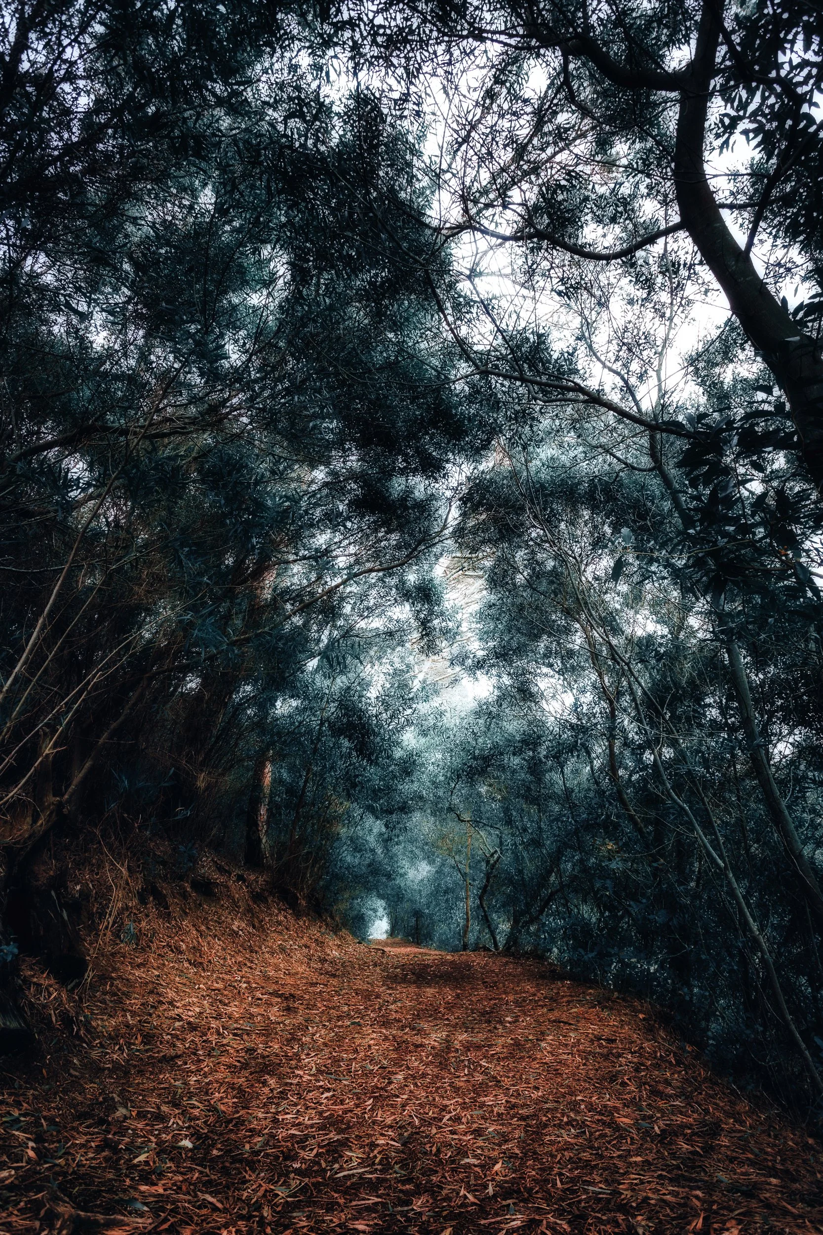 Caminho de terra rodeado por árvores densas sob um céu nublado, formando uma cena de trilha na floresta.