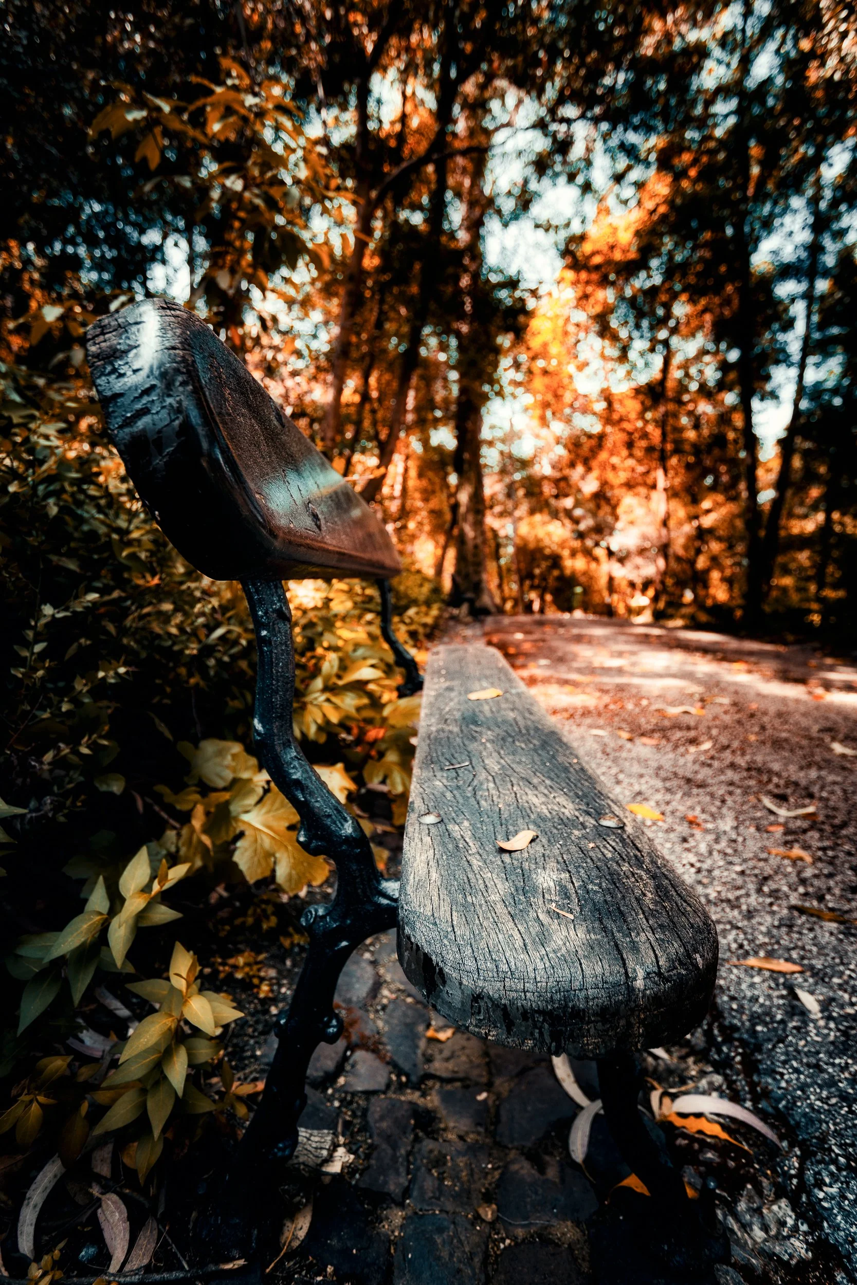 Banco de parque de madeira envelhecida na beira de uma trilha em um bosque com árvores de folhas laranja e amarelas, durante o outono.