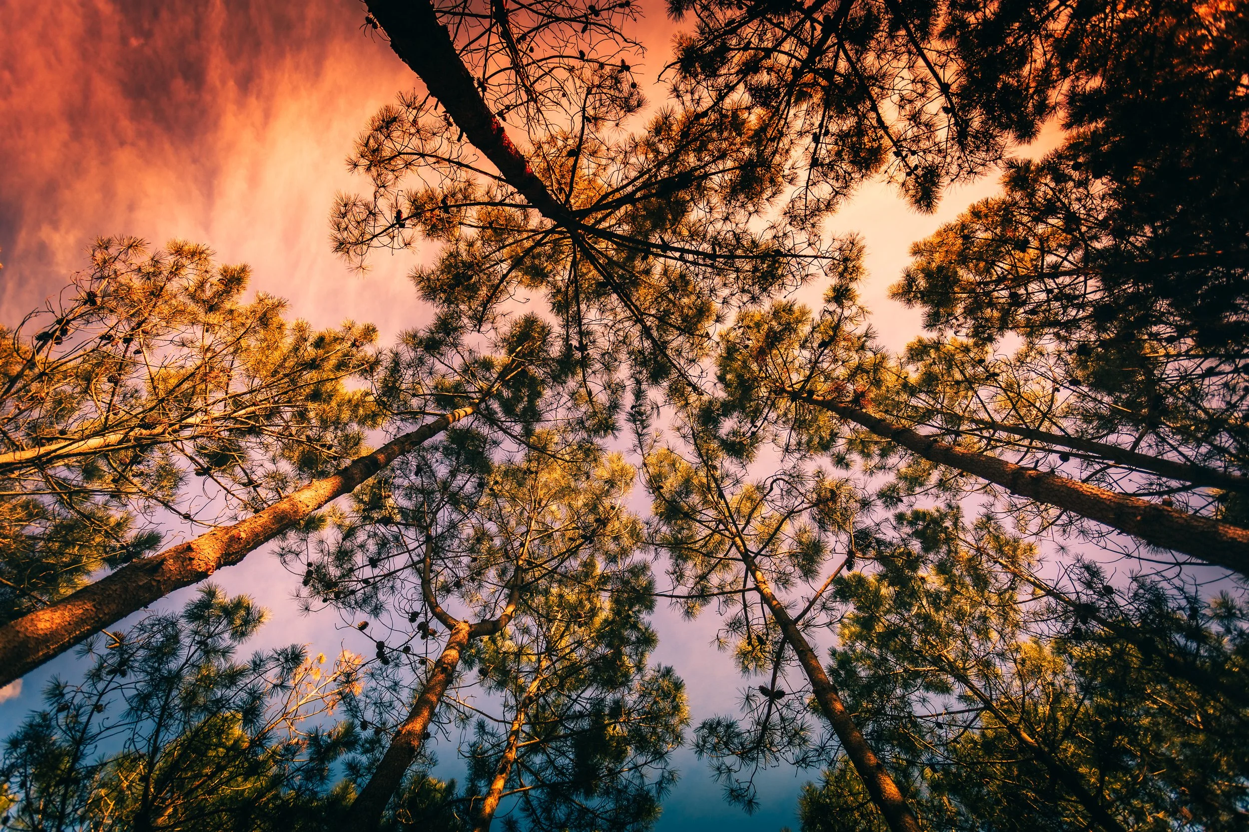 Vista de árvores altas sob um céu ao entardecer com cores quentes e nuvens ao fundo.