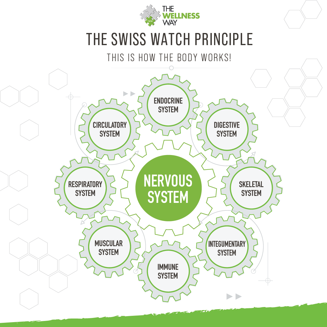 Diagram illustrating the Swiss Watch Principle, showing how the nervous system connects to various body systems including endocrine, circulatory, digestive, respiratory, muscular, immune, skeletal, and integumentary systems.