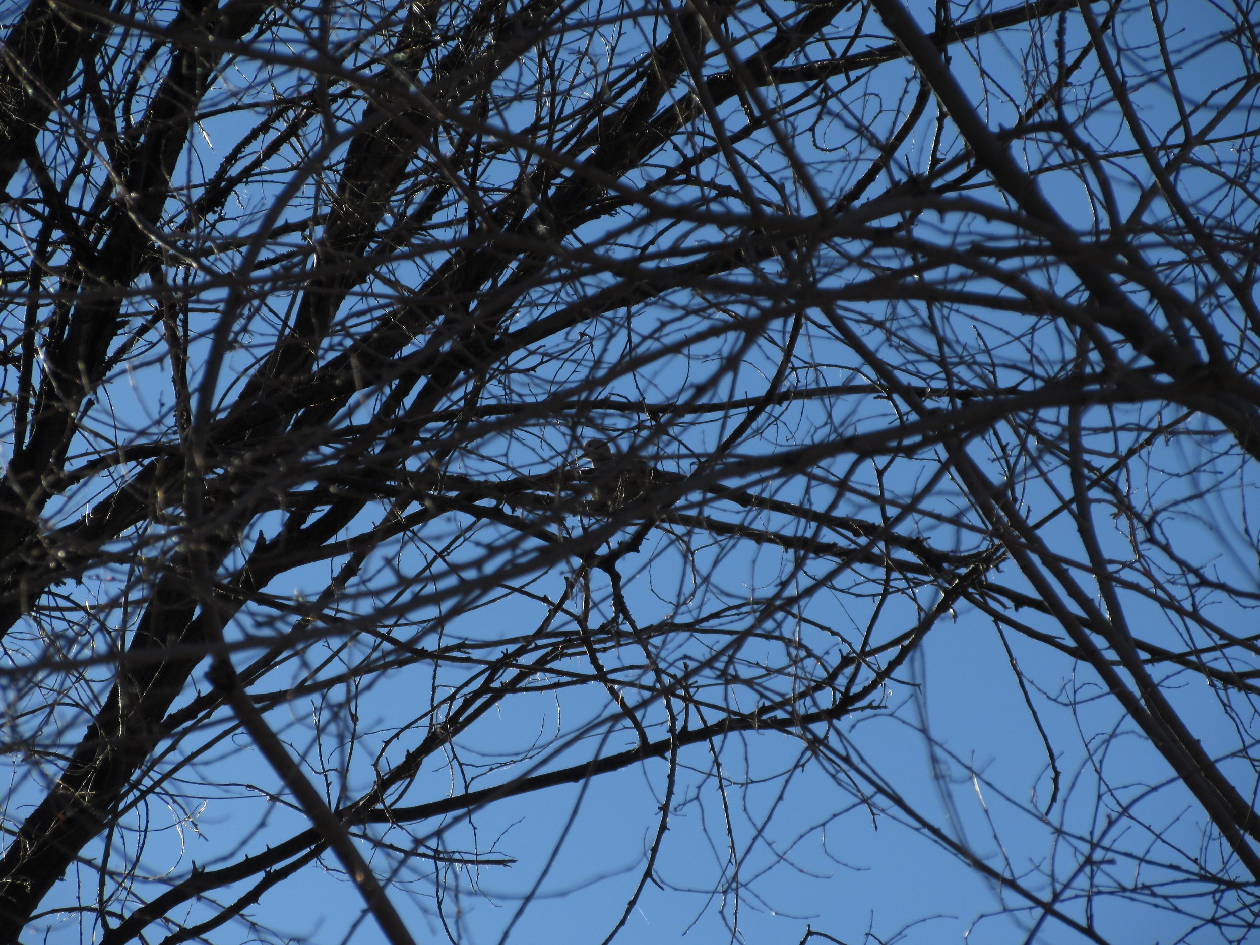 Bare tree branches against a clear blue sky.