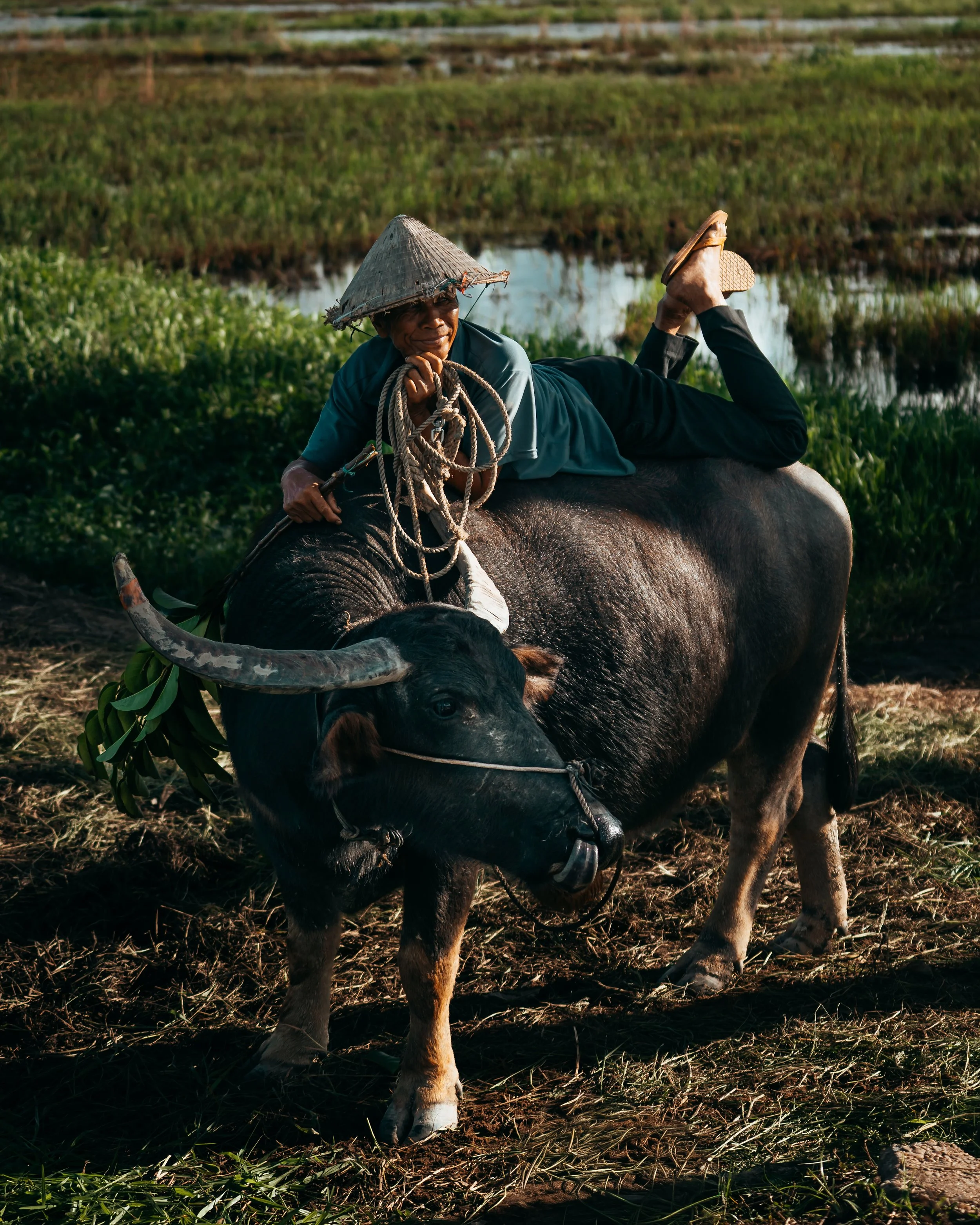 Buffalo farmer in rural Vietnam
