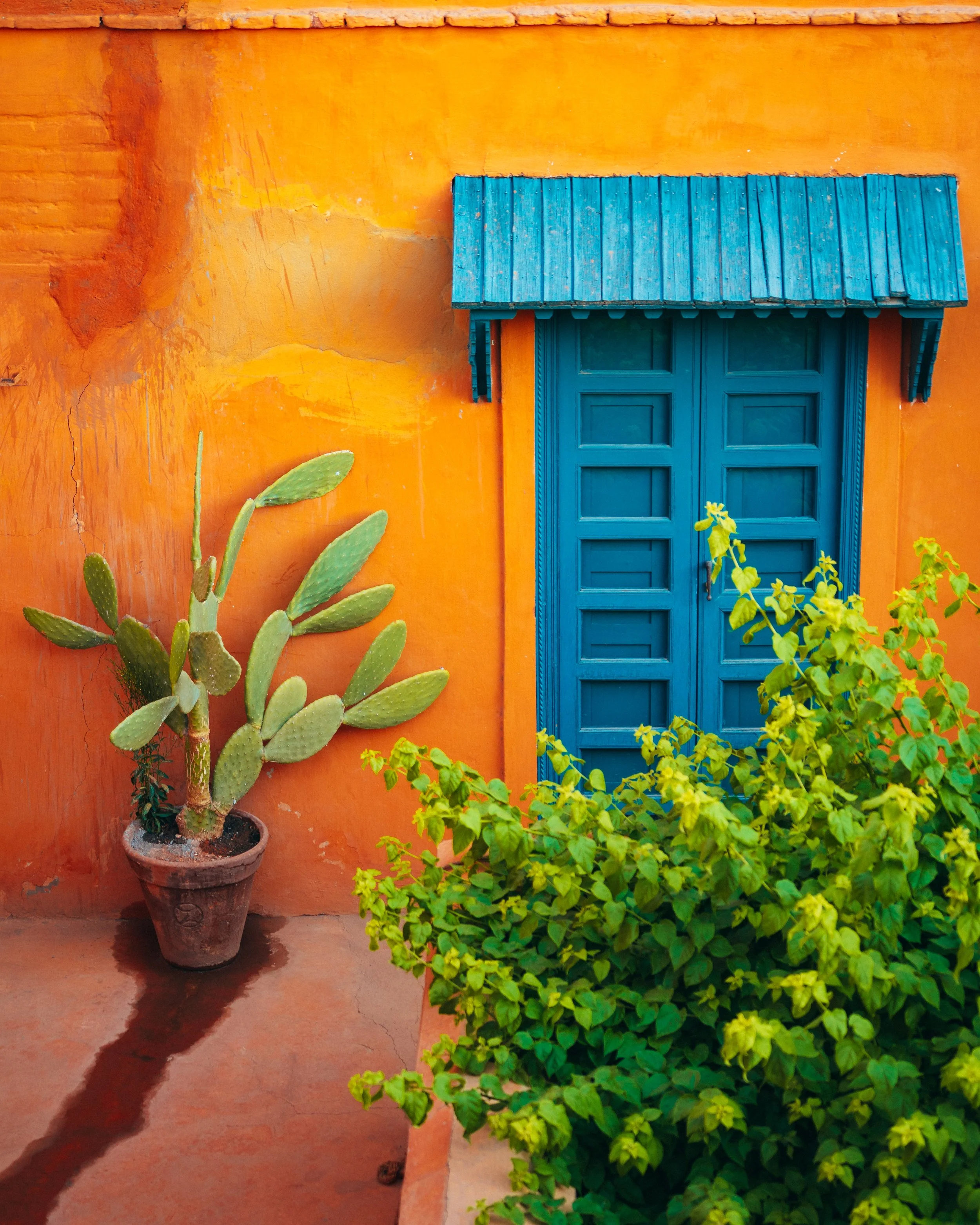 Colorful scene with an orange wall, blue window with a small blue awning, a potted cactus plant, and green foliage.