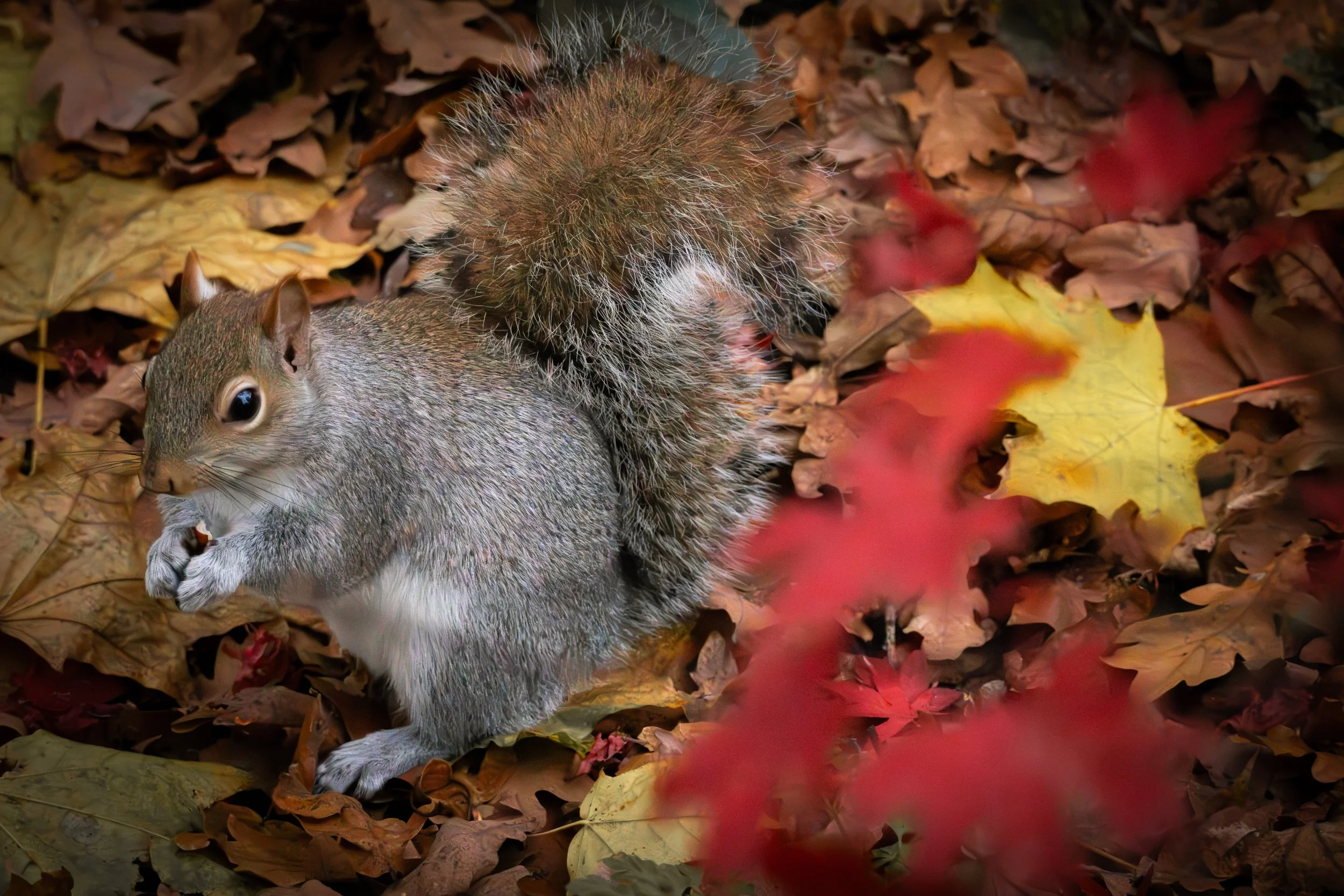 A squirrel on a bed of fallen autumn leaves, holding a nut in its paws.