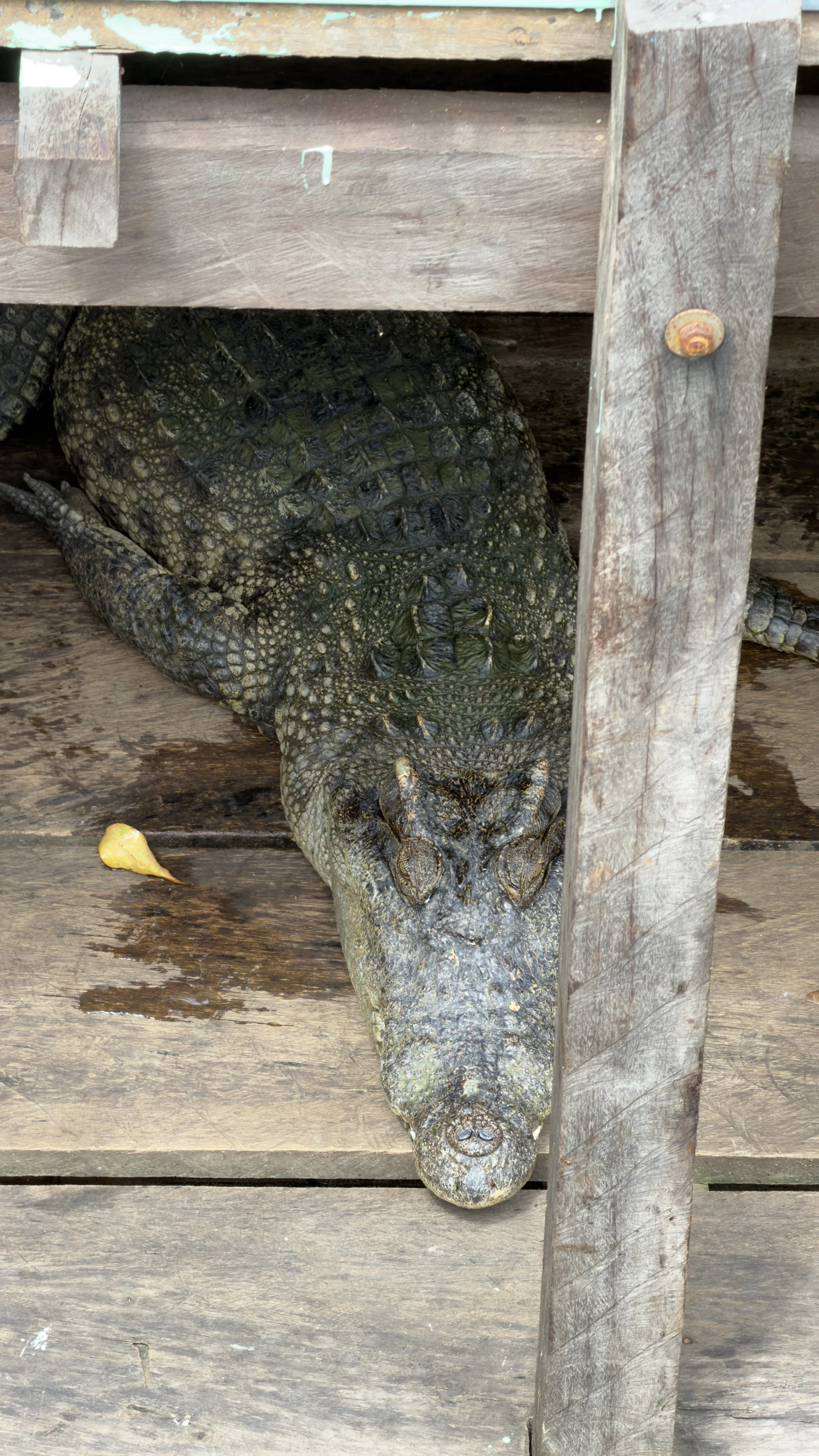 A crocodile on a farm near the edge of Tonle Sap Lake, Cambodia