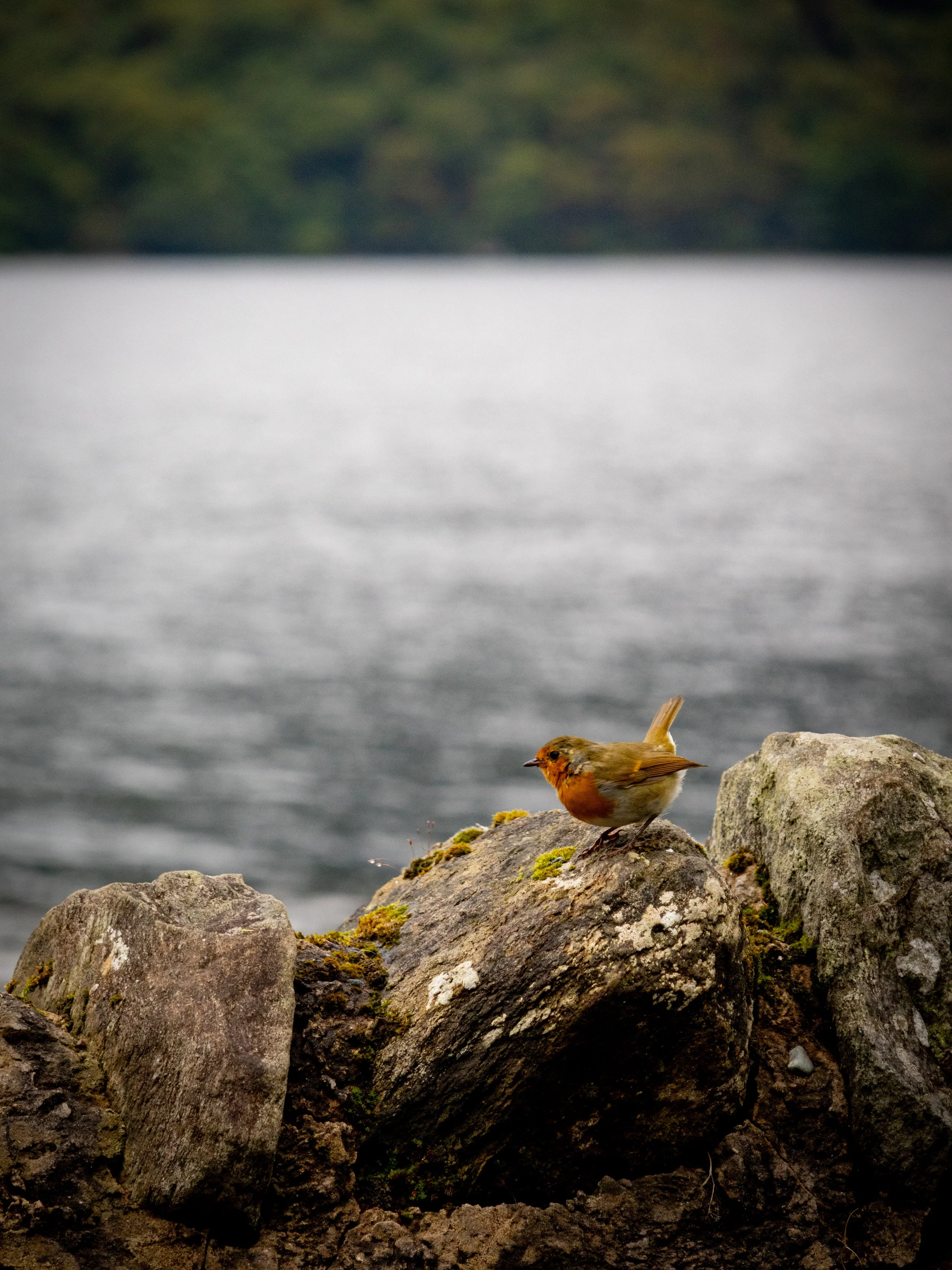 A small bird perched on a moss-covered rock near a body of water, with a blurred green landscape in the background.