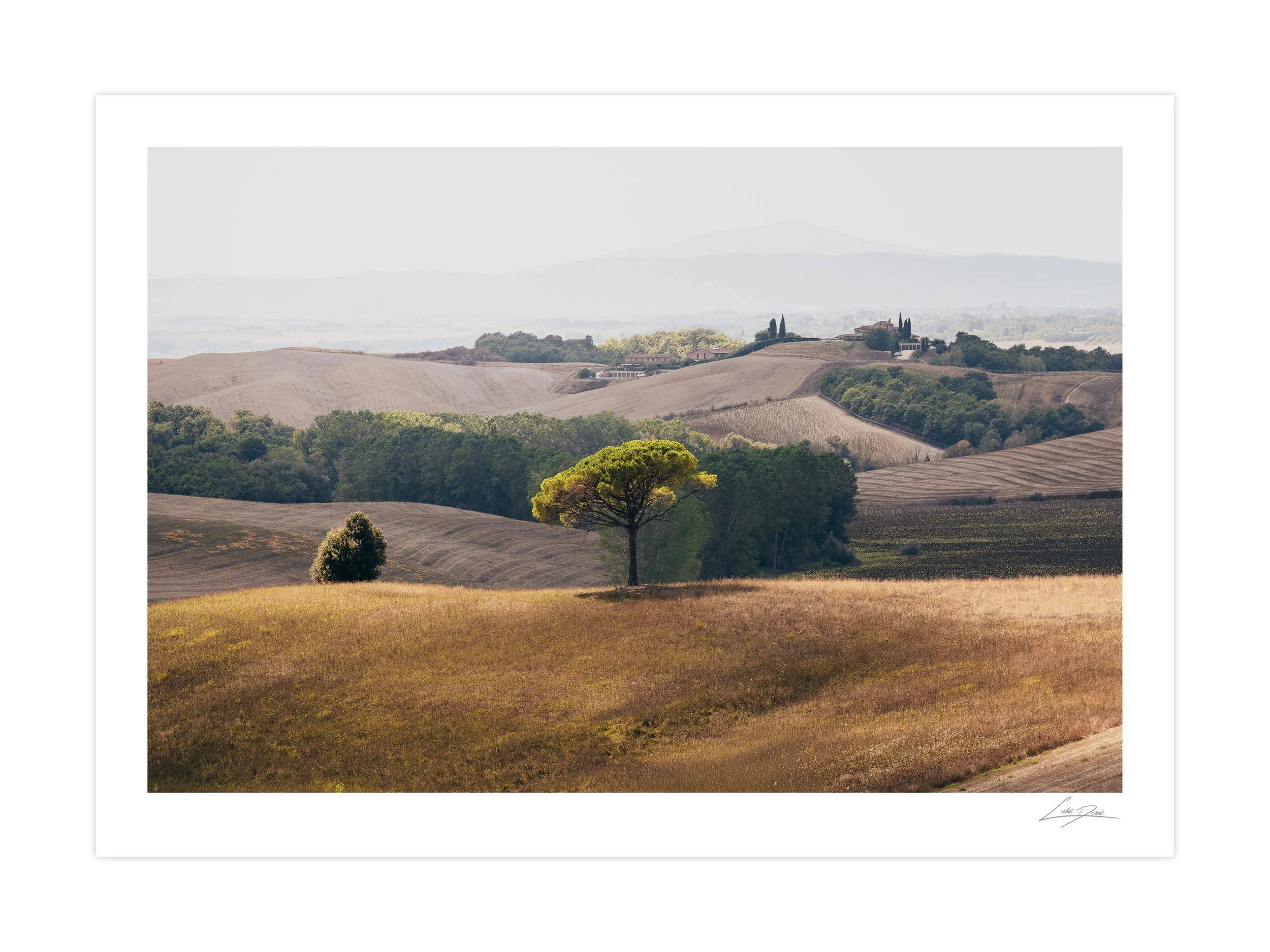 A lone tree amongst the Tuscan hills of Italy (Example Print)