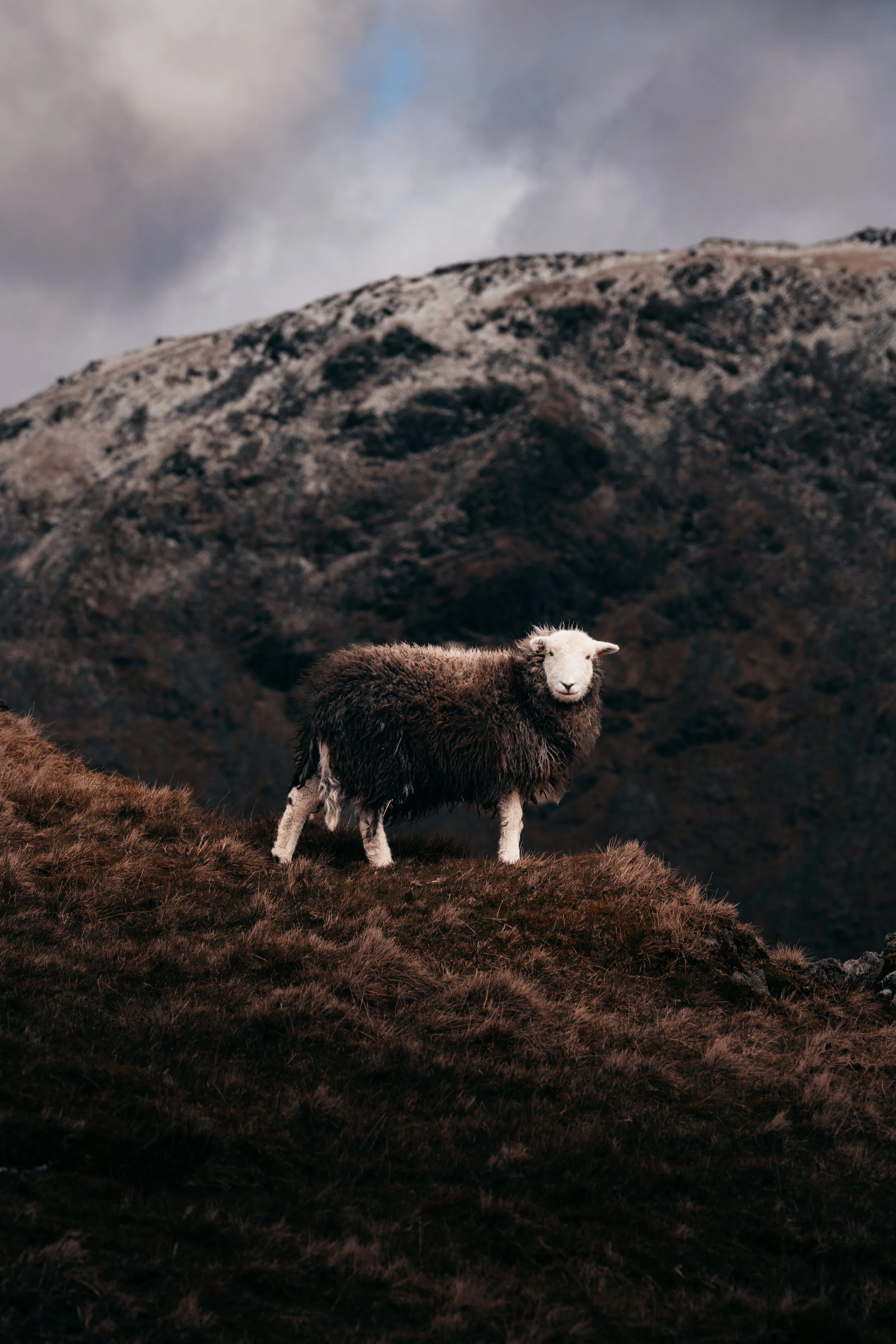 Lake District Herdwick Sheep - Fairfield Horseshoed Edited.jpg