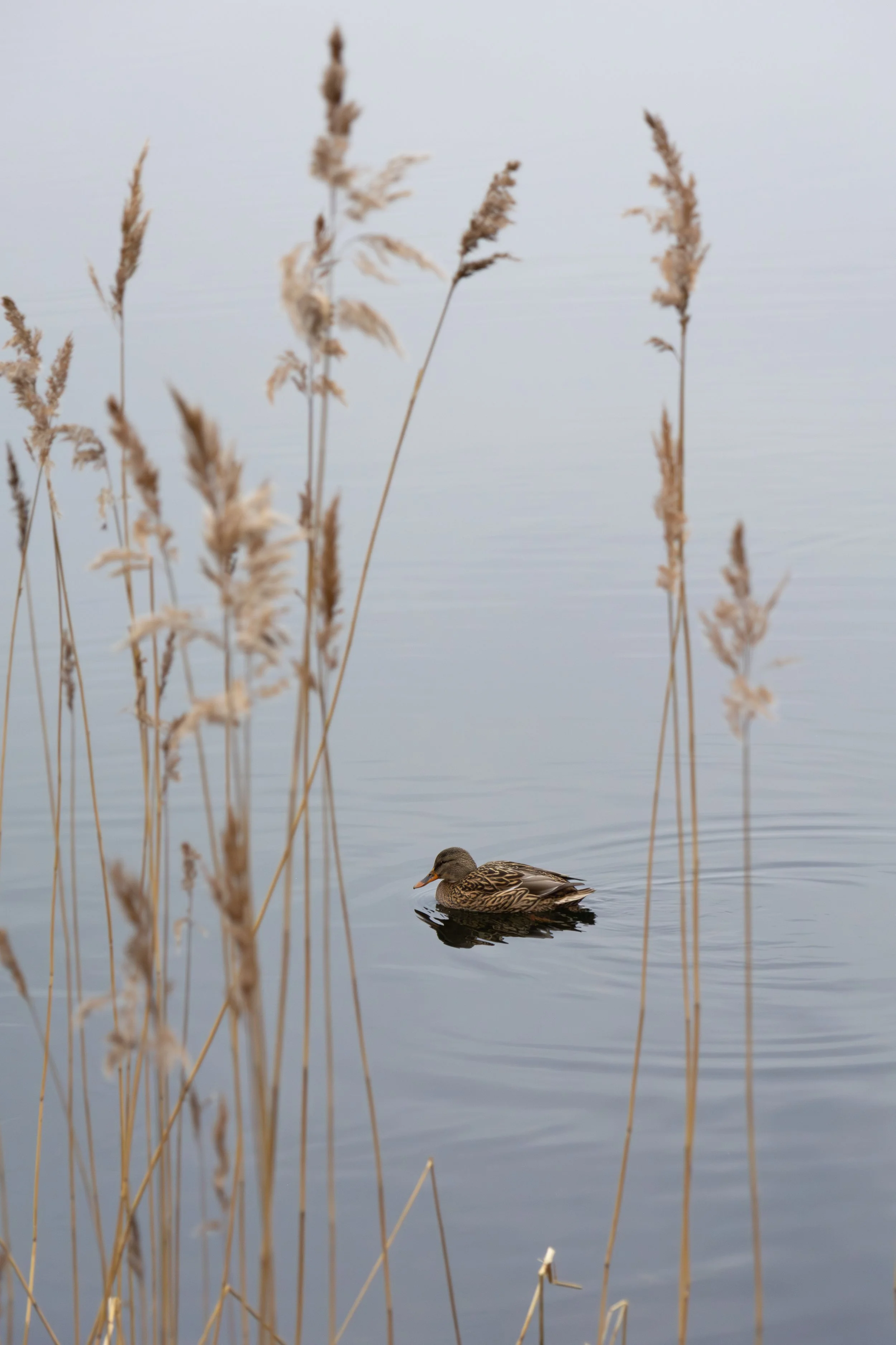 Beyond the Reeds