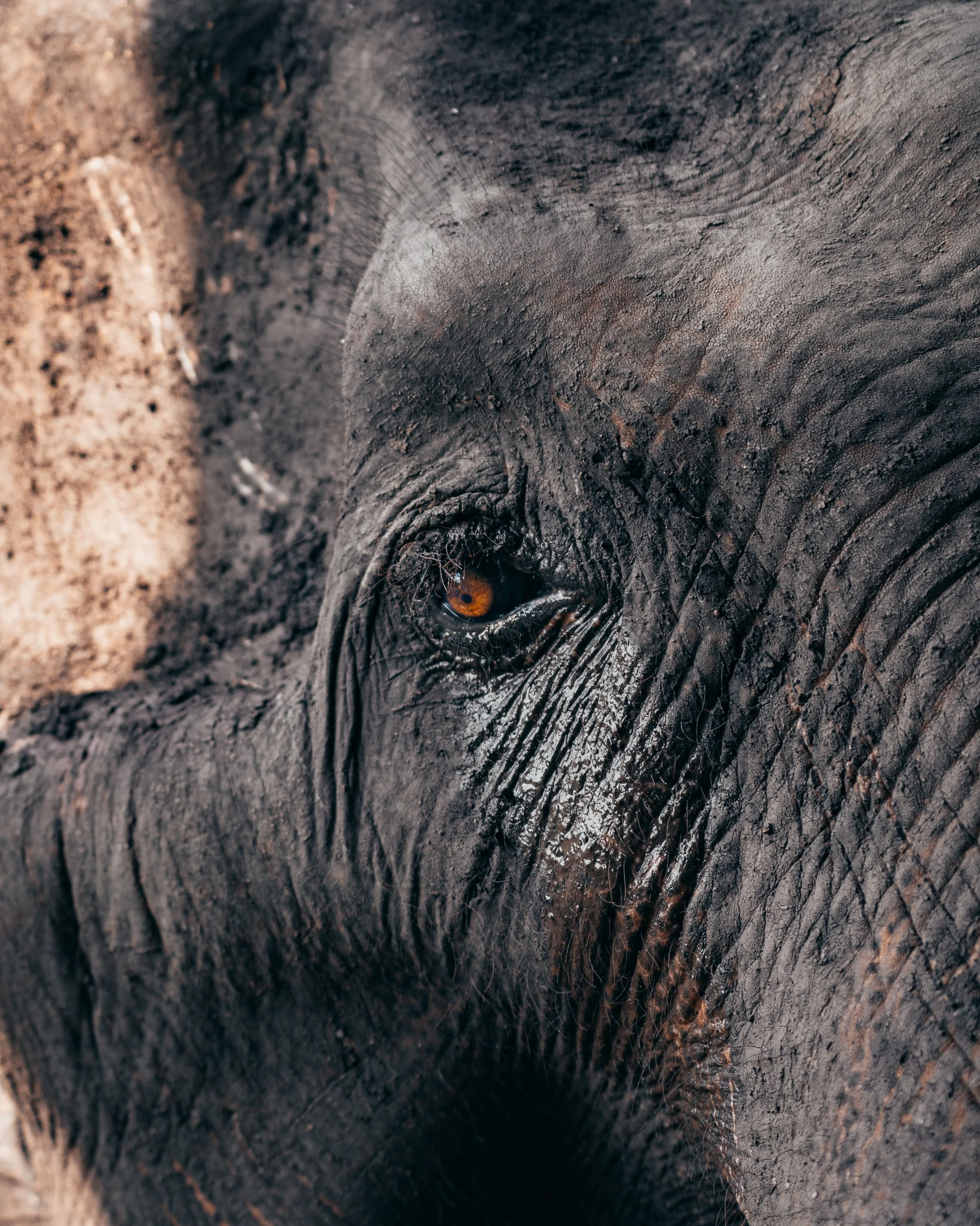 The Elephant’s Gaze | Kanchanaburi, Thailand