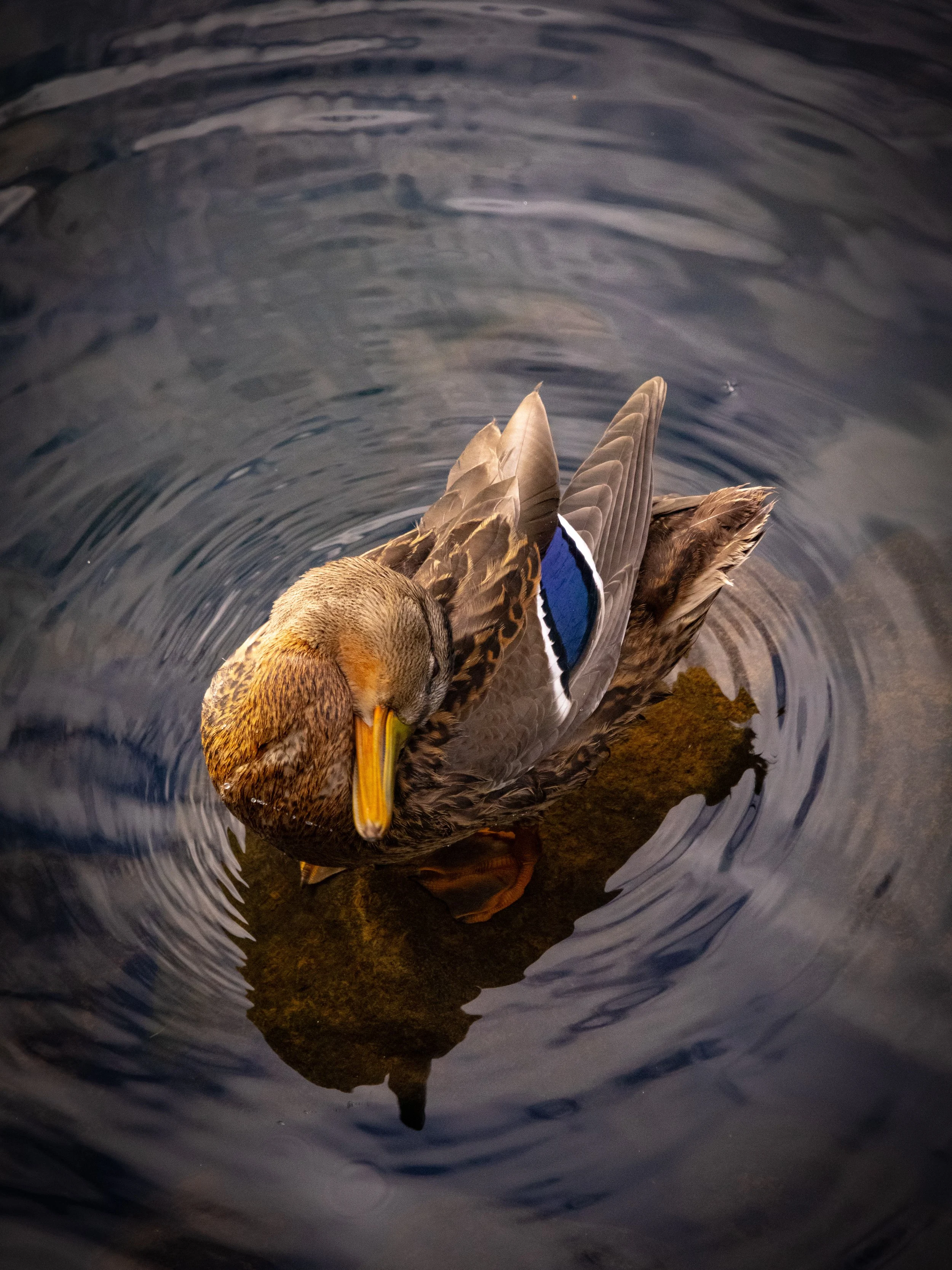 A duck floating on water, with its head tucked under its wing, surrounded by ripples.