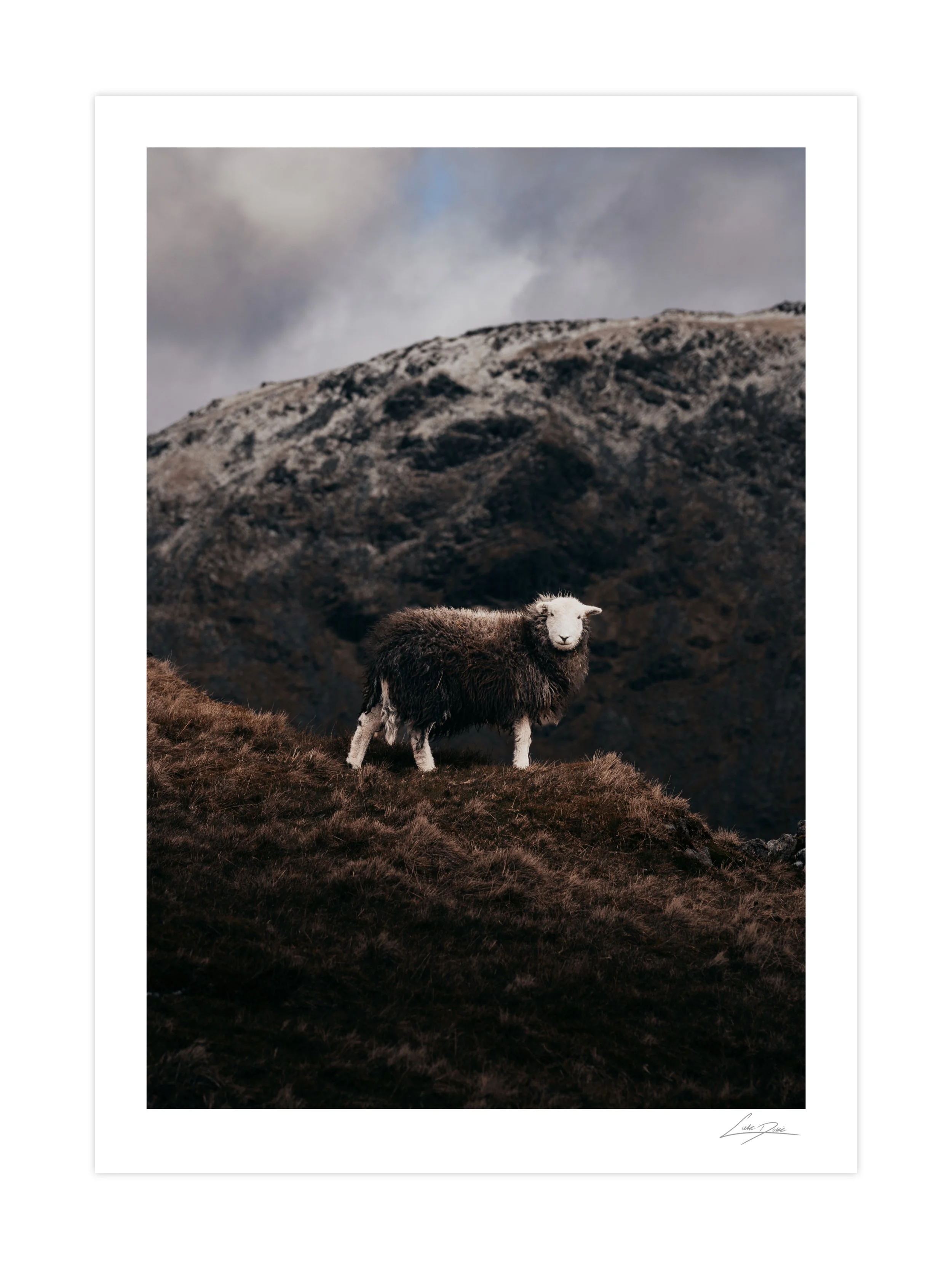 Fluffy Fell Friend Fine Art Print