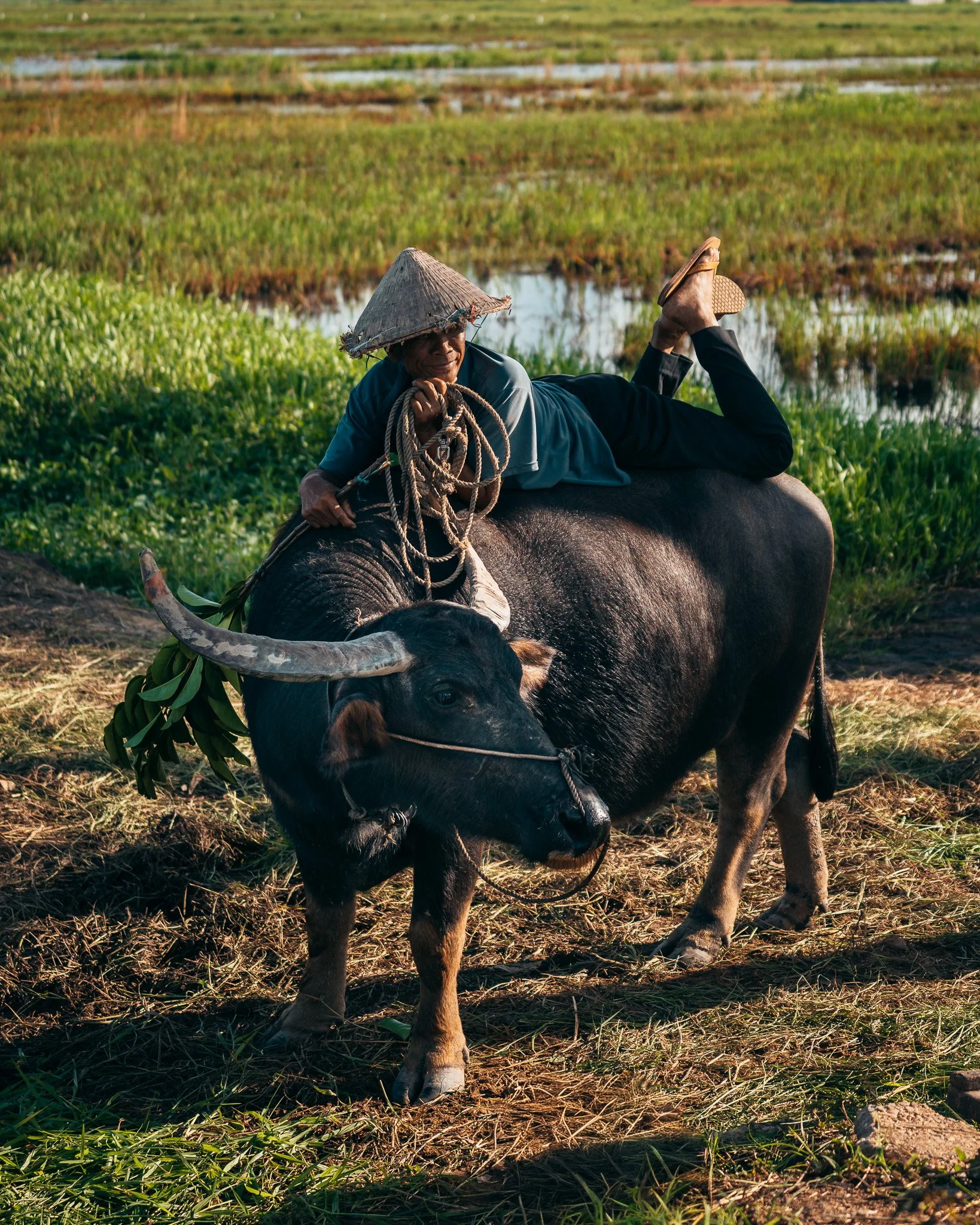 Vietnamese Buffalo farmer