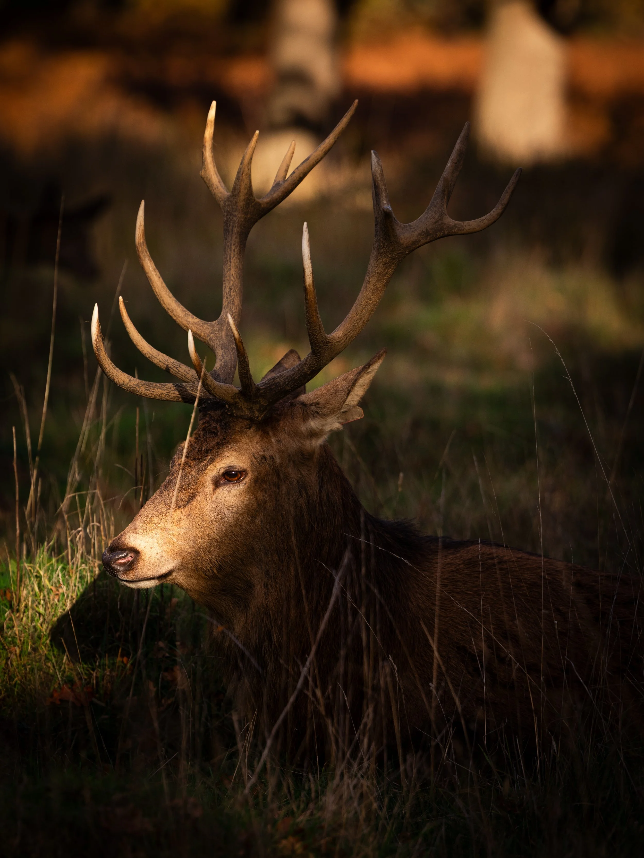 A stag with large antlers resting in tall grass during sunset.