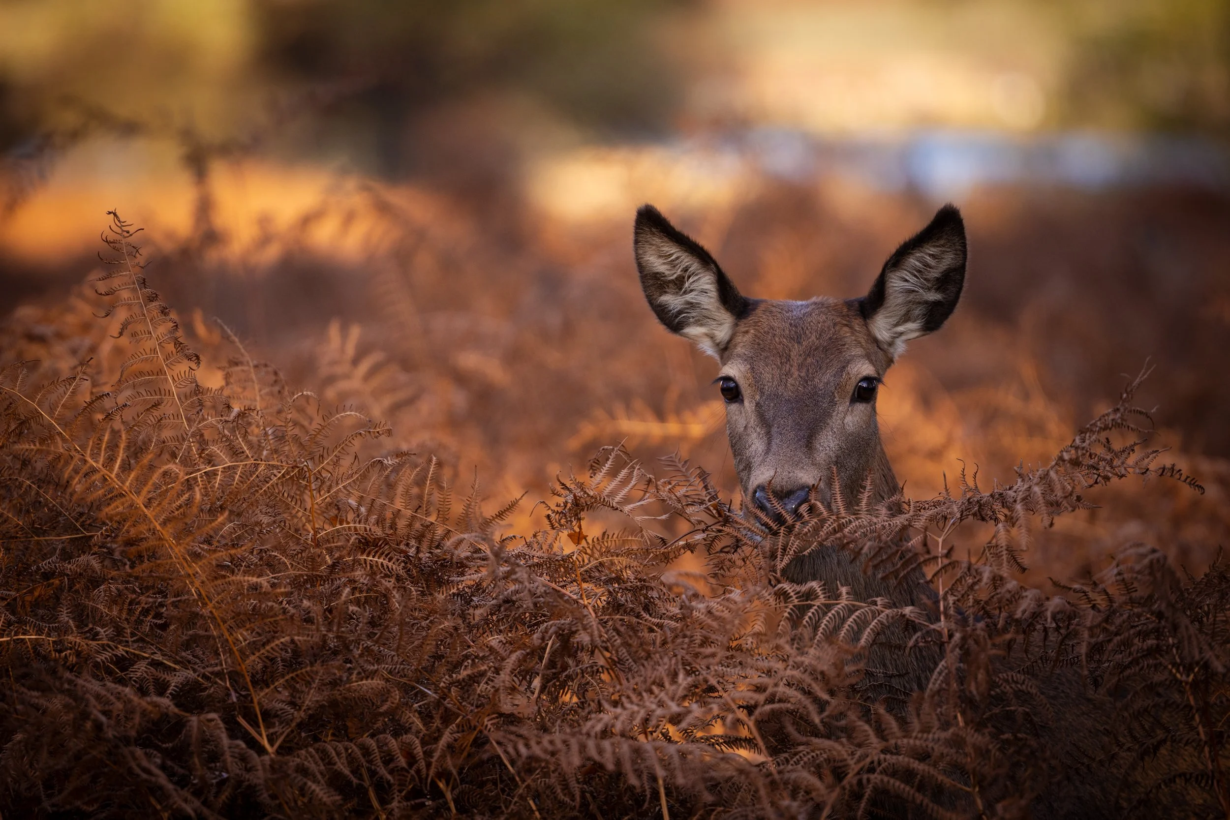 A young deer peeking through brown ferns in a forest during autumn.