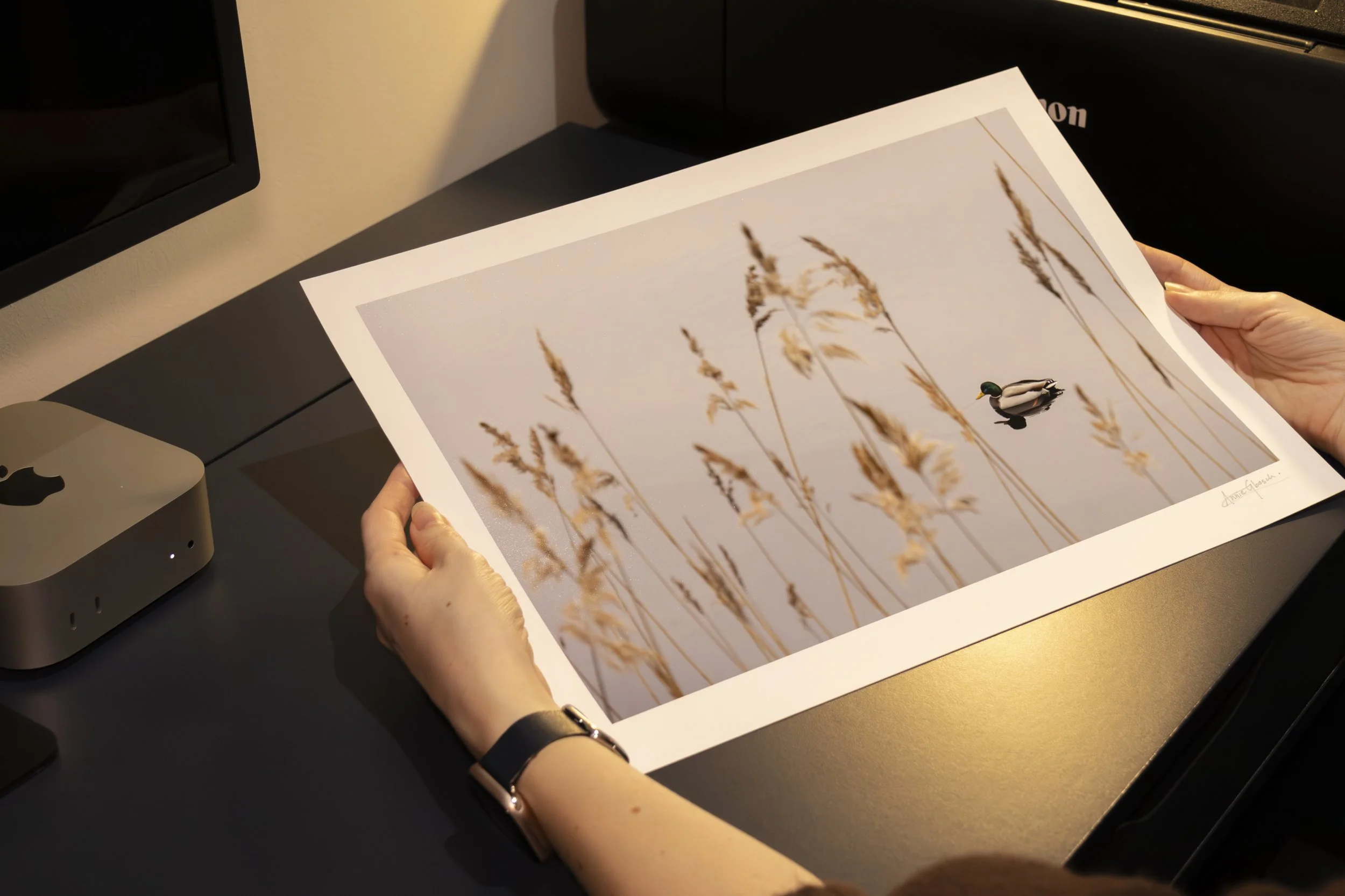 Meditive Mallard - Saltsjöbaden, Sweden (In Person).jpg