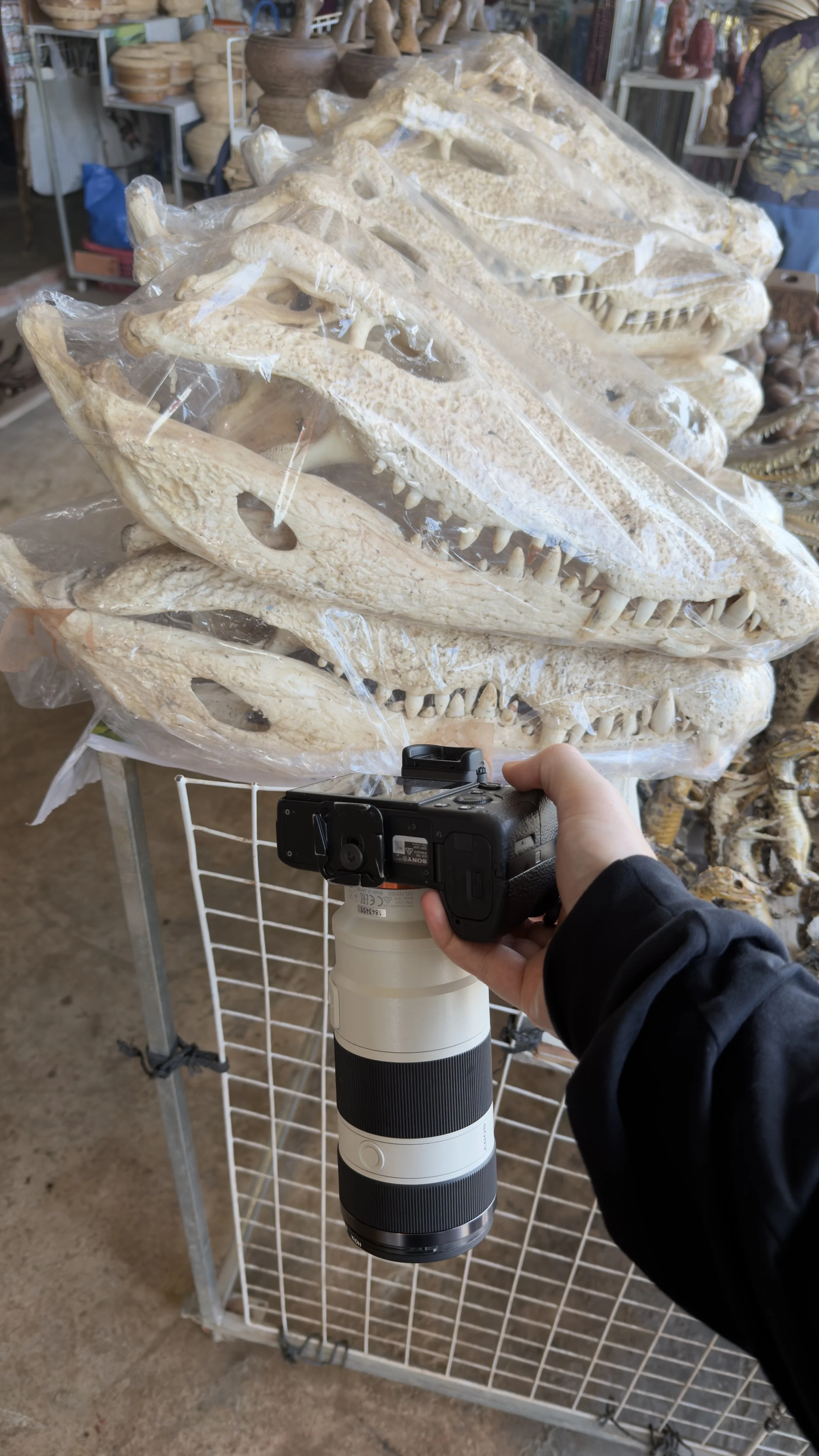 Crocodile skulls displayed for sale by the roadside in Cambodia