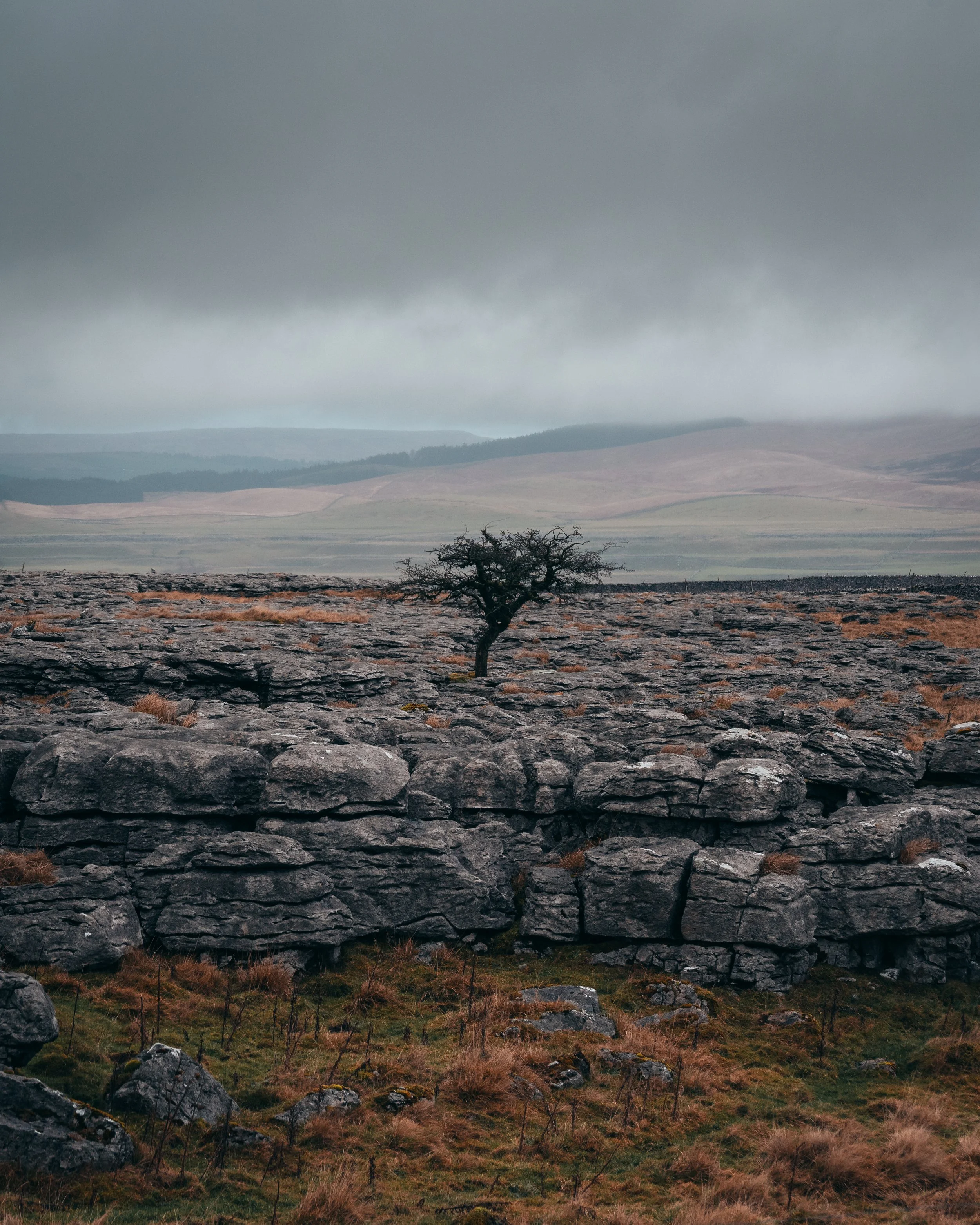 A solitary tree on a rocky landscape with overcast sky and distant hills.
