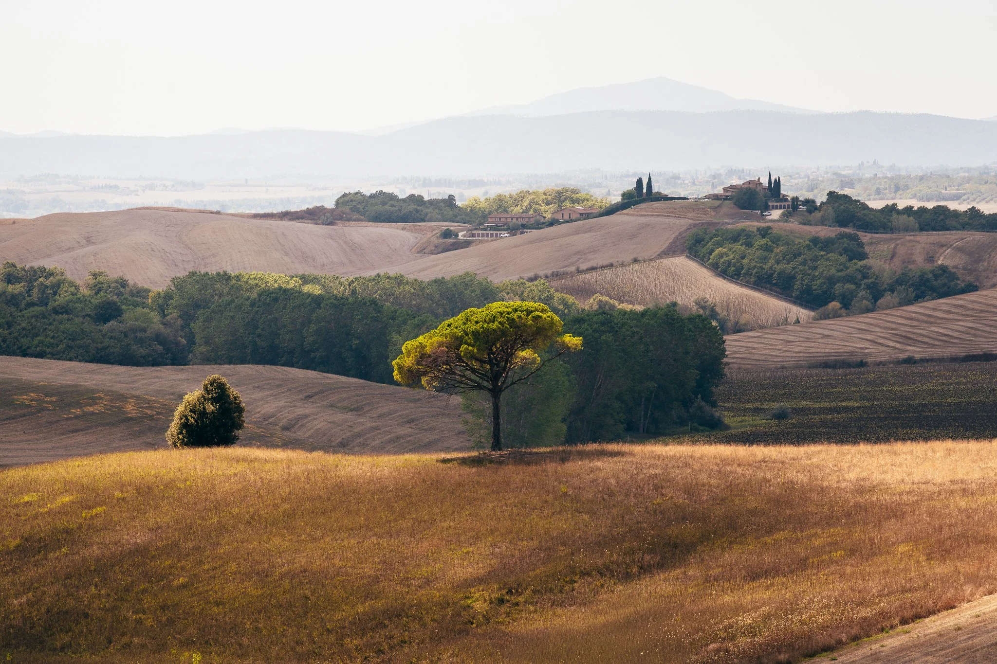 Lone Tuscan Tree Print | Italian Wall Art