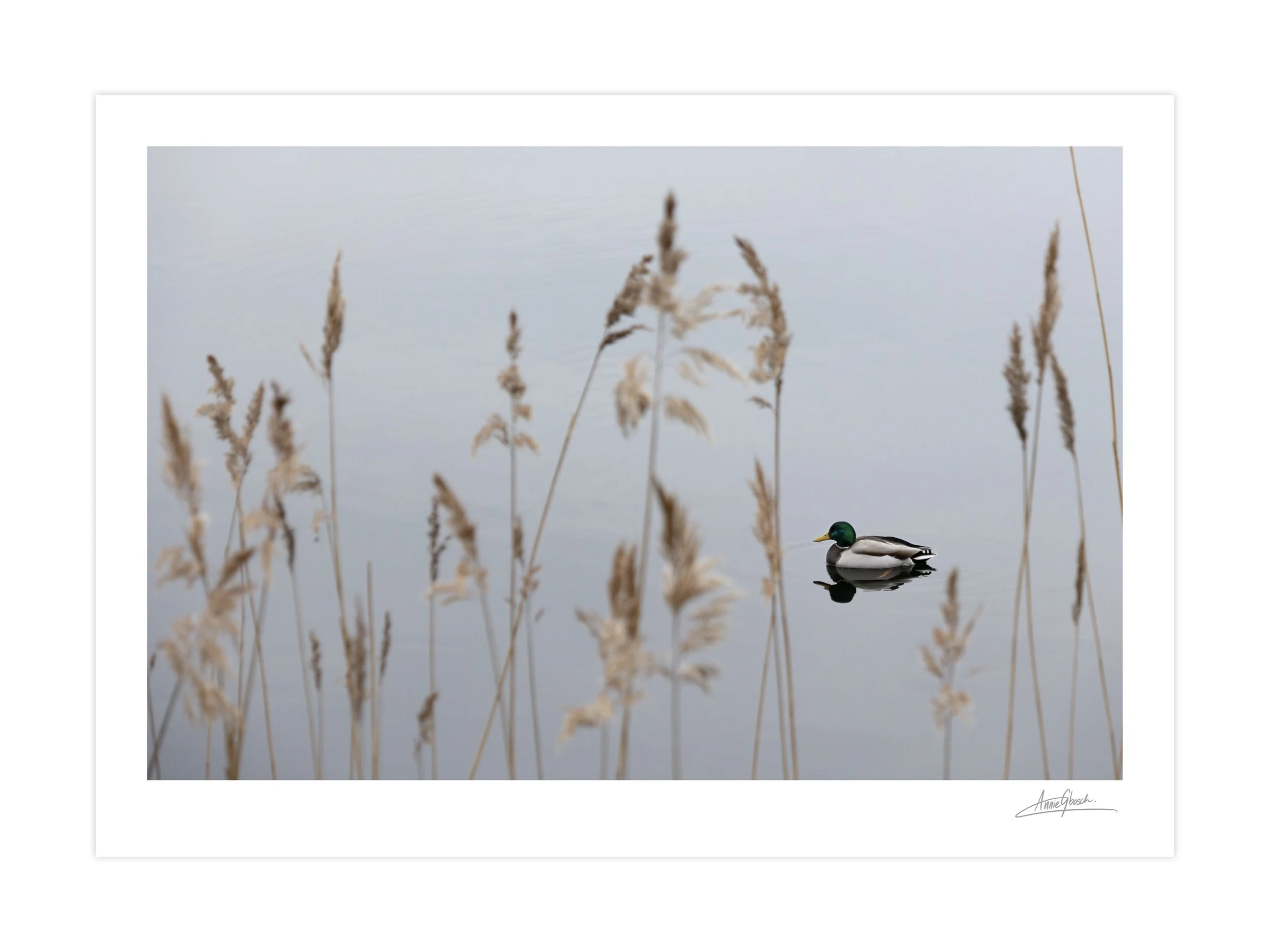 Meditive Mallard - Saltsjöbaden, Sweden (ON PAPER).jpeg