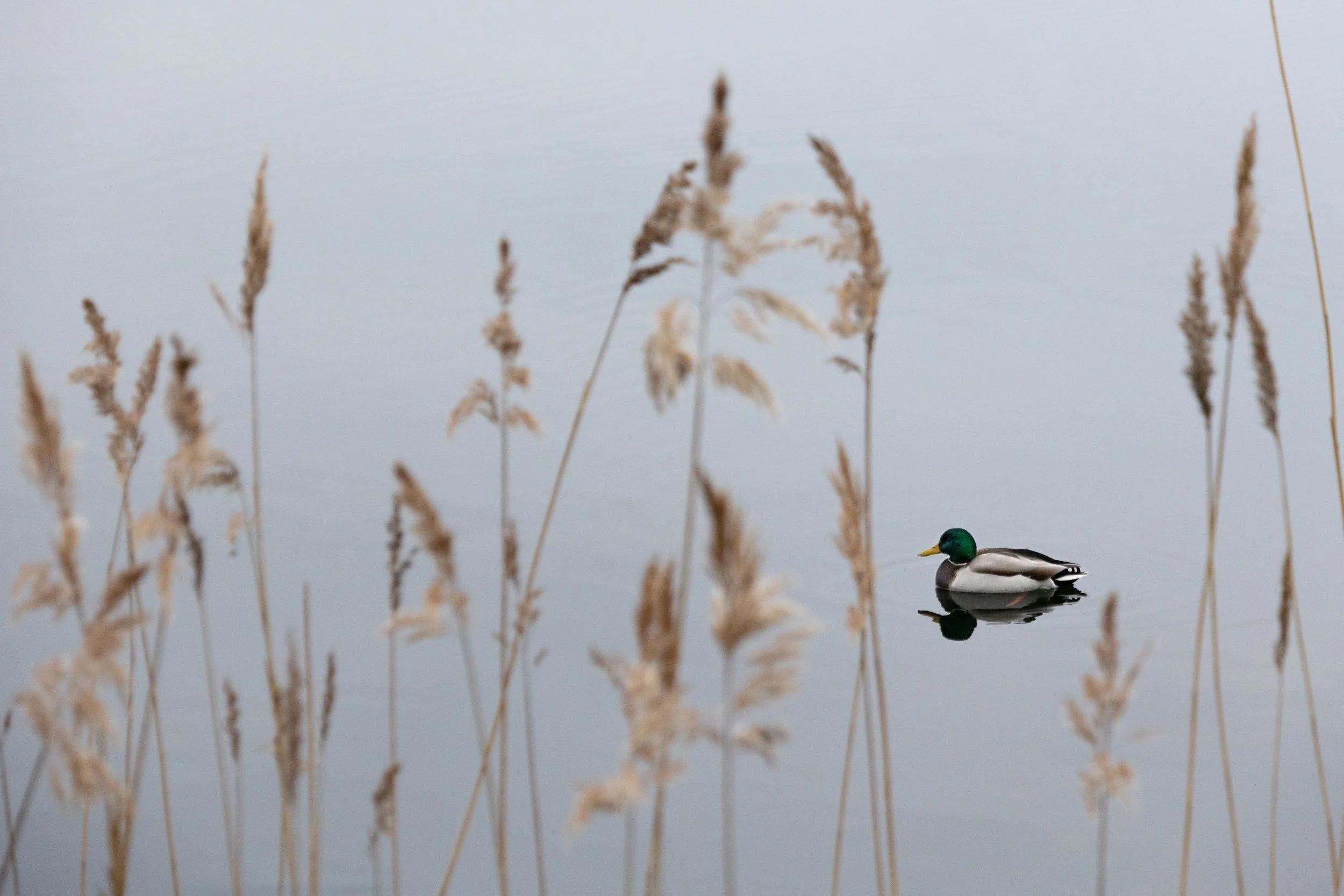 A mallard duck swimming in calm water, surrounded by tall dry reeds, with a blurry background.