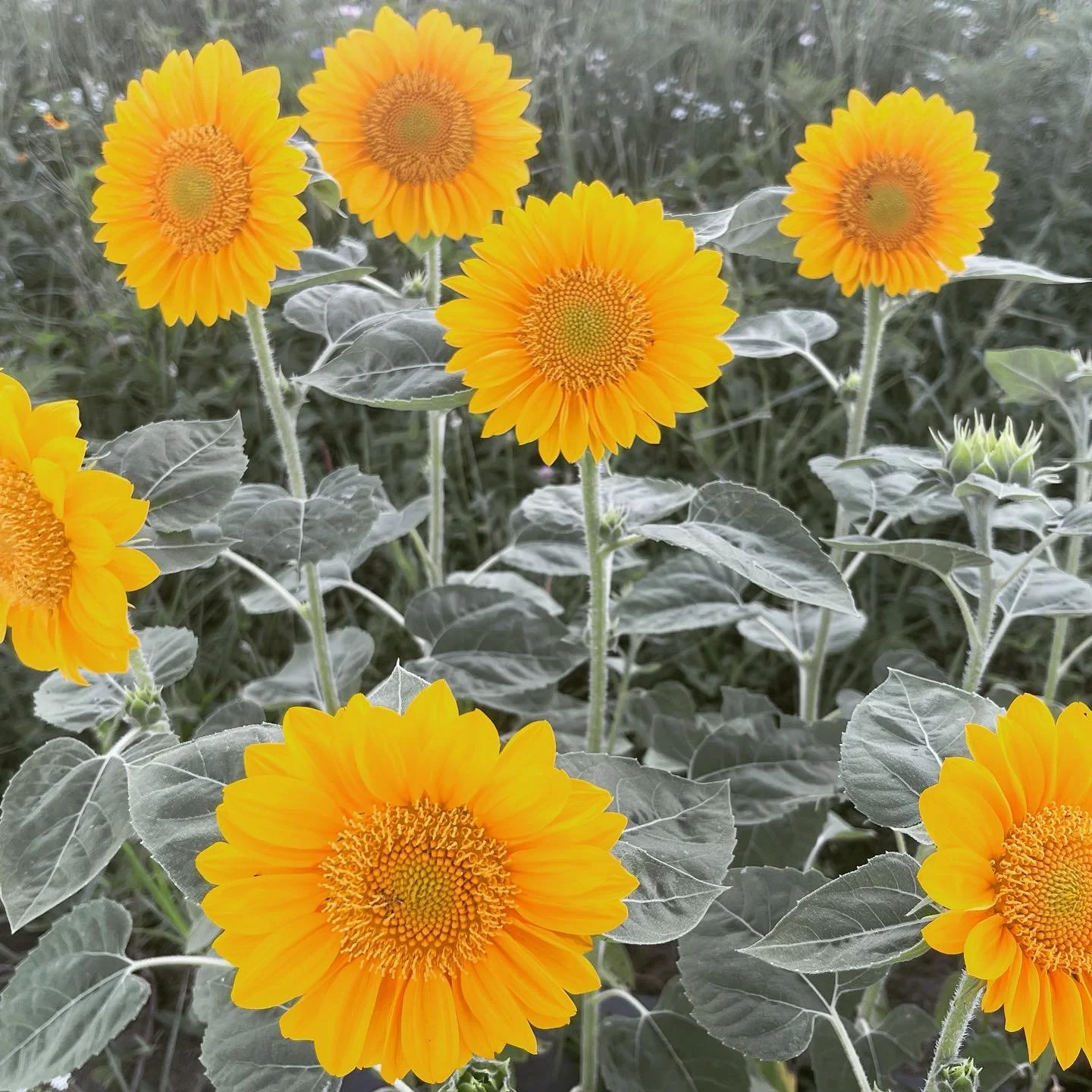 it&rsquo;s finally happening. we are flower farming 🥹 

Update: we have taken a short time off through the months of May and June; We are expecting a sweet baby in December! (And we all know how first trimesters can be 😅) 

BUT&hellip; We are PLANN