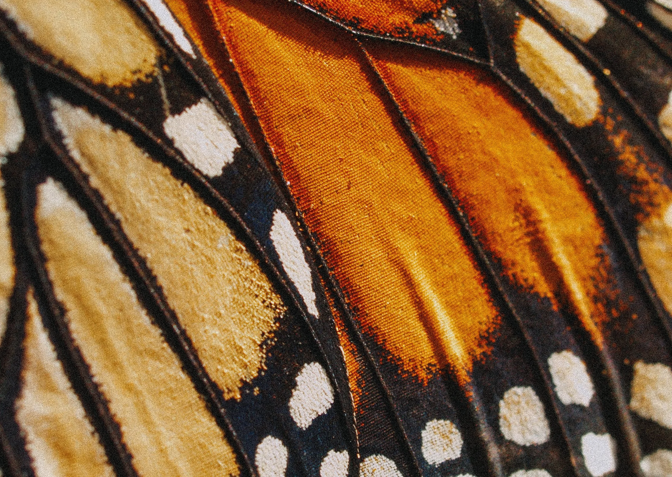 Close-up of a Monarch butterfly's wing, showing orange, black, and white pattern and scales.