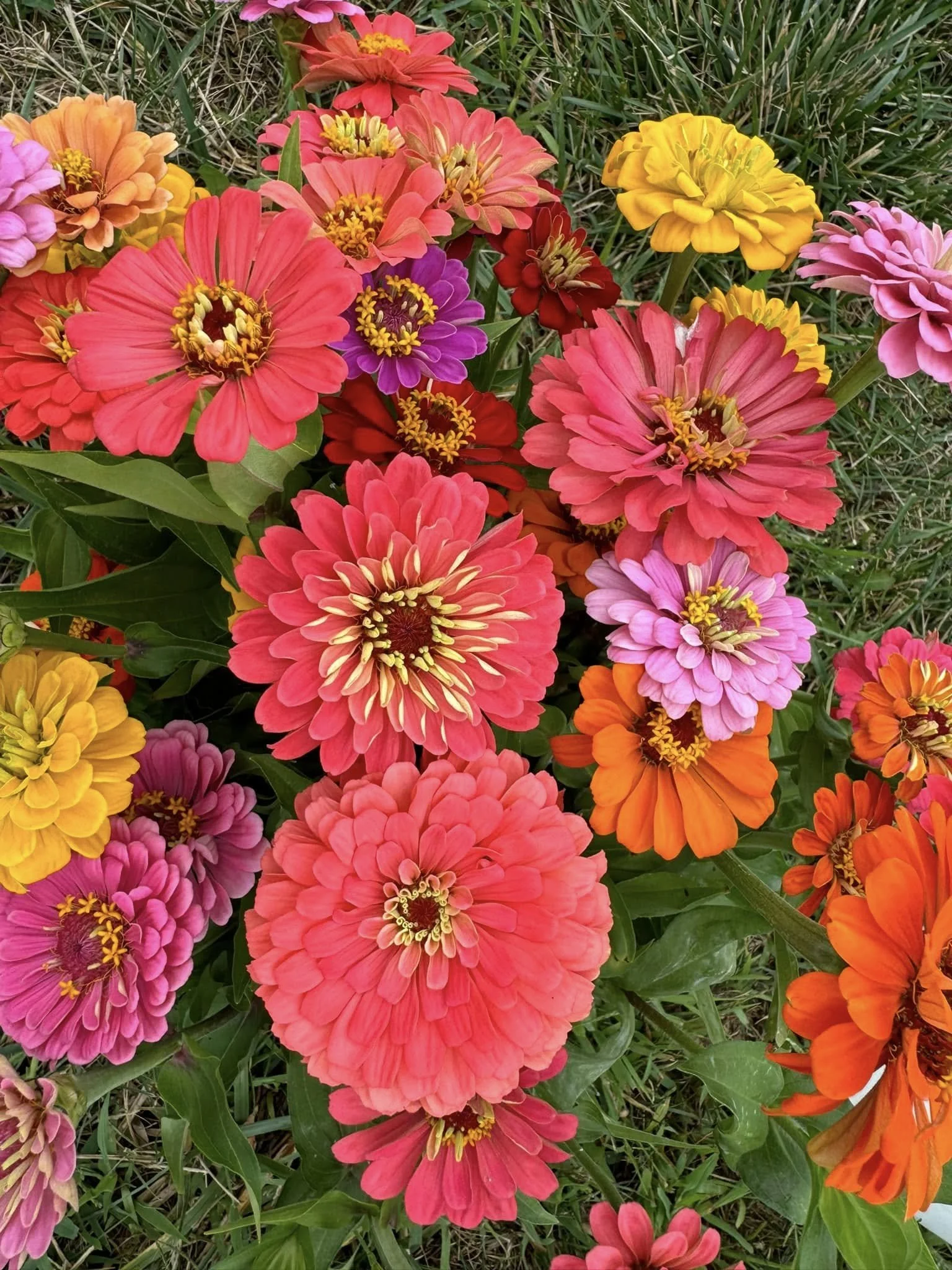 Colorful zinnia flowers in pink, orange, yellow, red, purple, and magenta in a garden setting.