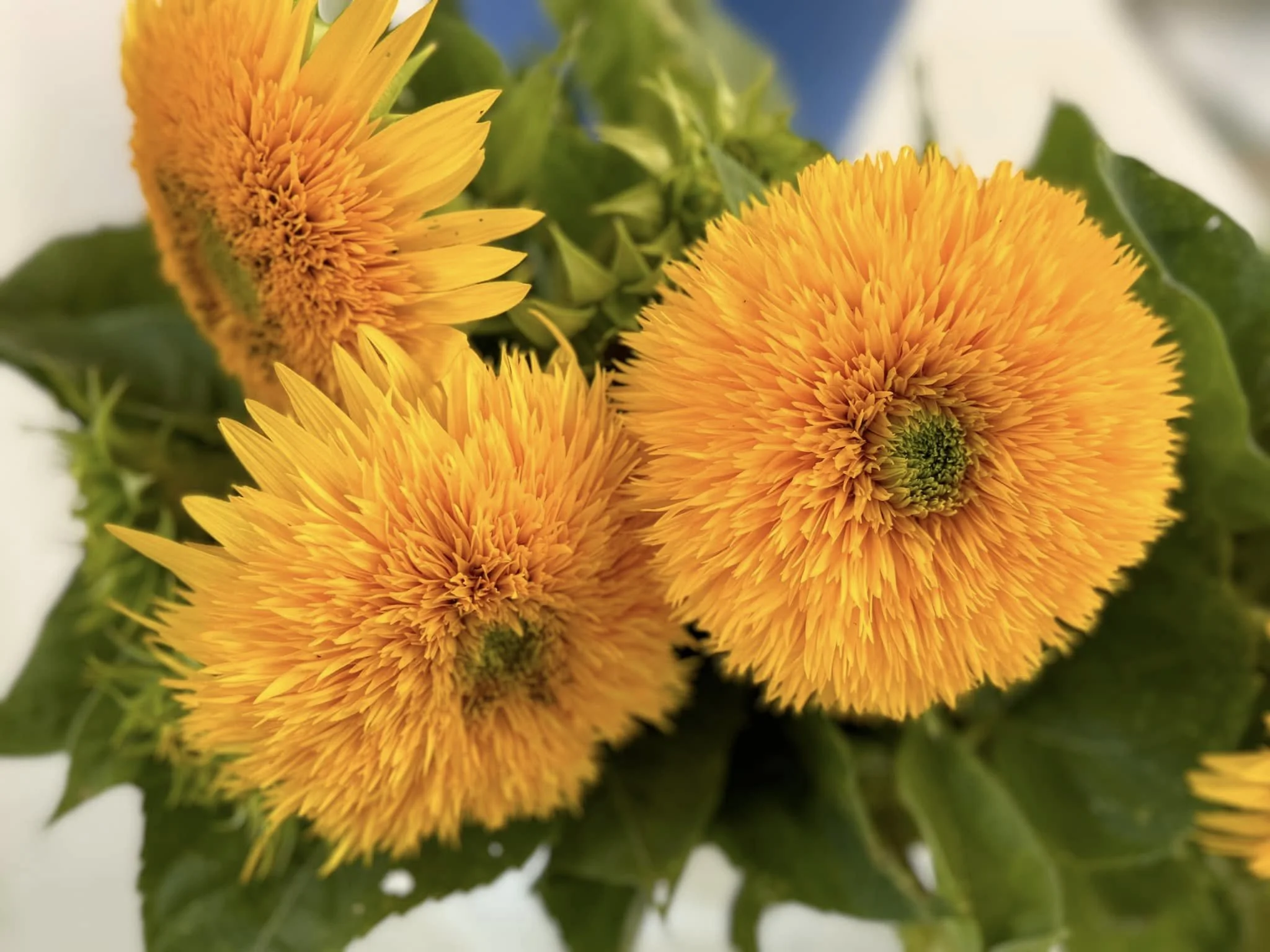Three vibrant orange and yellow flowers with green centers and lush green leaves in the background.
