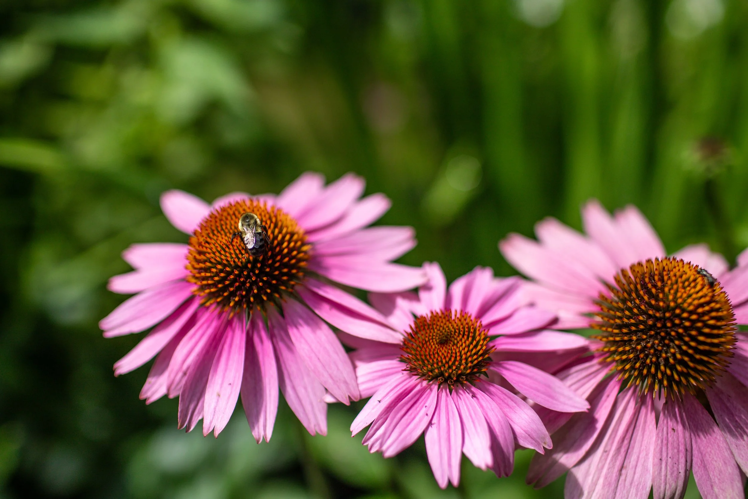 Pink Echinacea